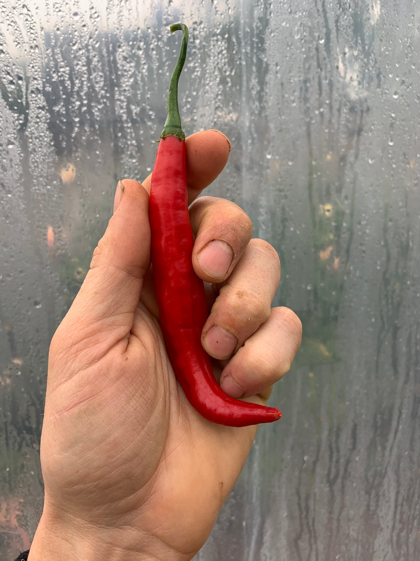 Pepper, Ají Colorado