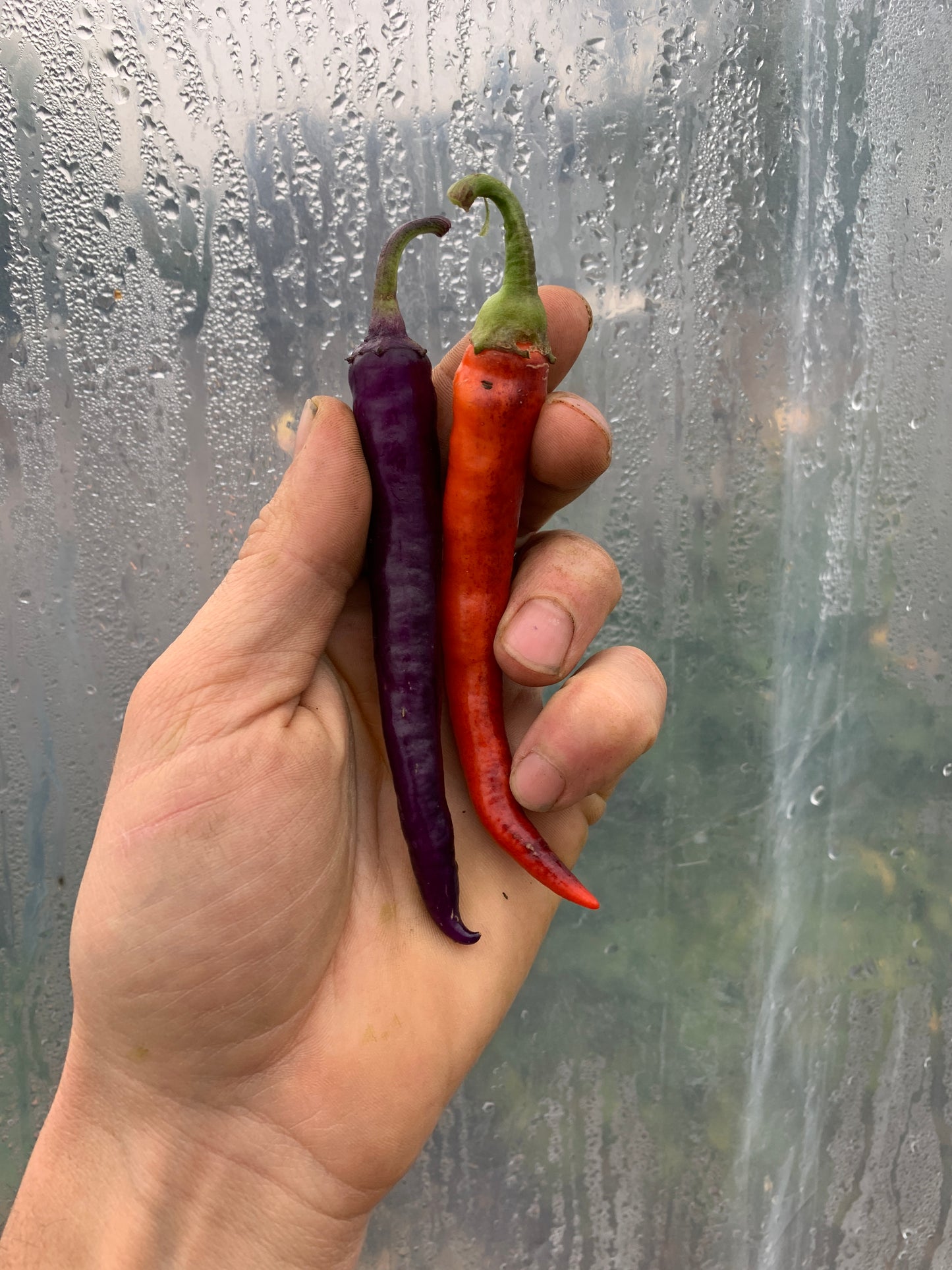 Pepper, Buena Mulata