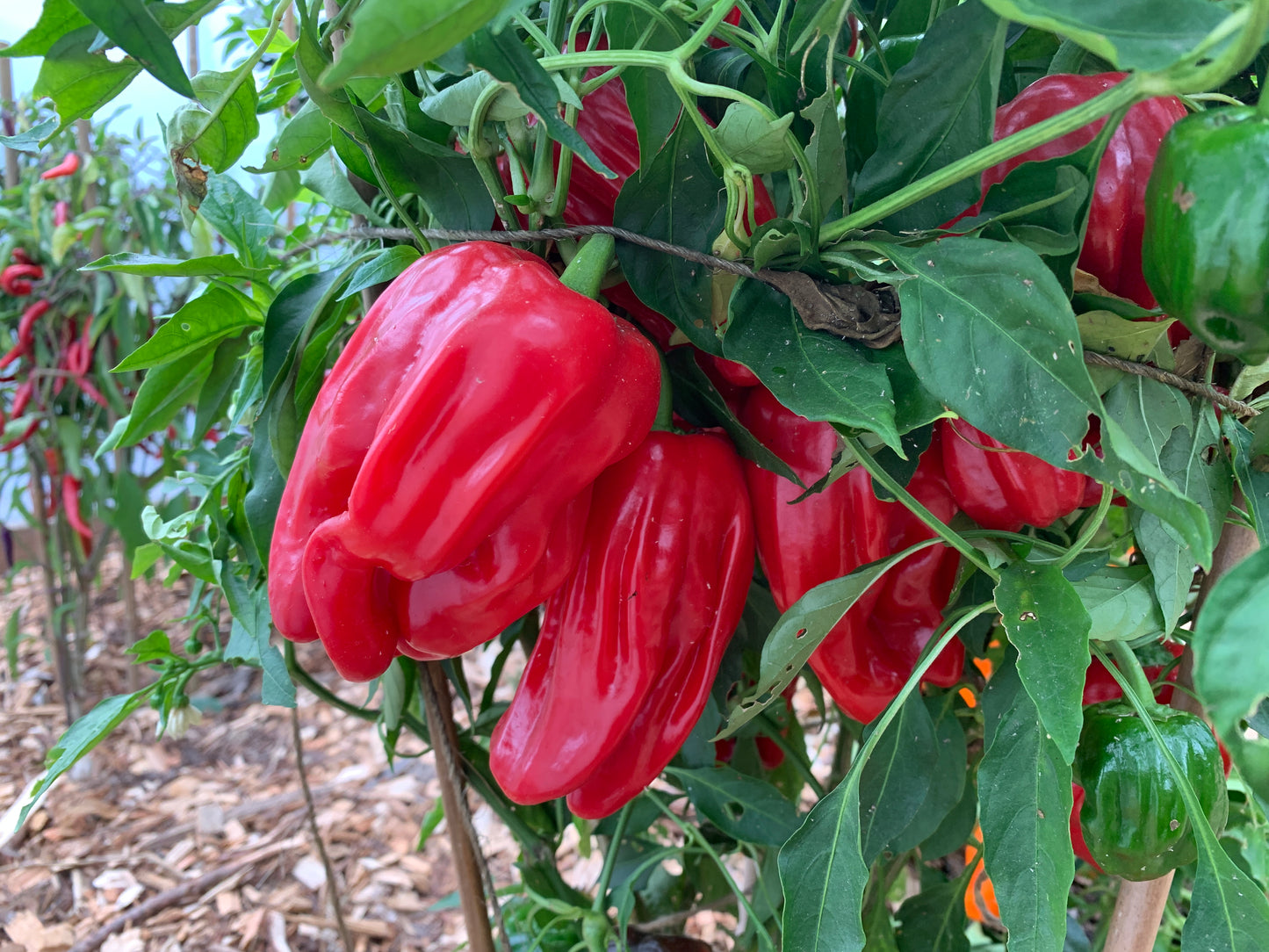Pepper, Criolla de Cocina