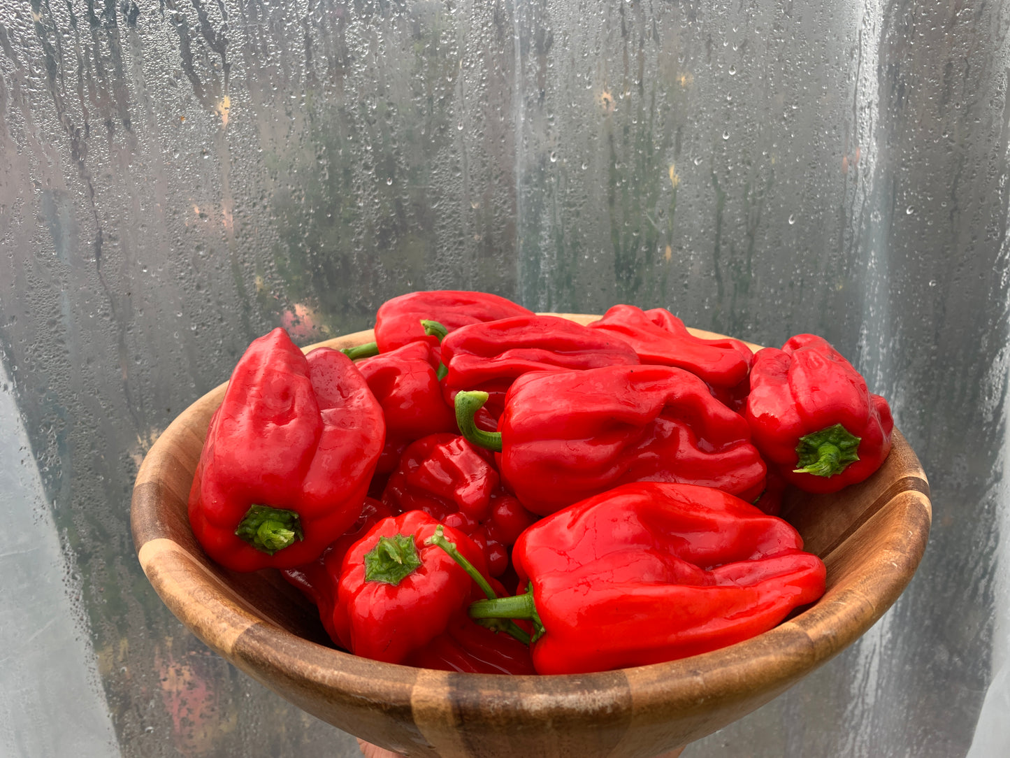 Pepper, Criolla de Cocina
