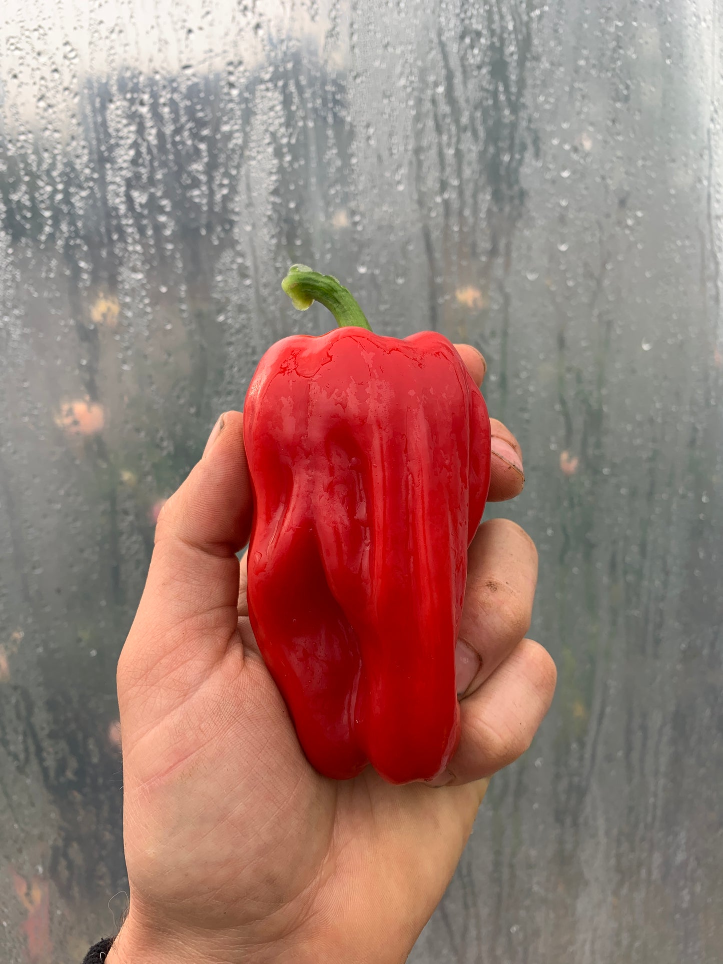 Pepper, Criolla de Cocina