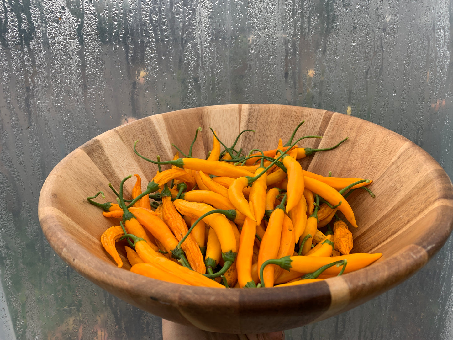 Pepper, Criolla Sella (Capsicum baccatum)