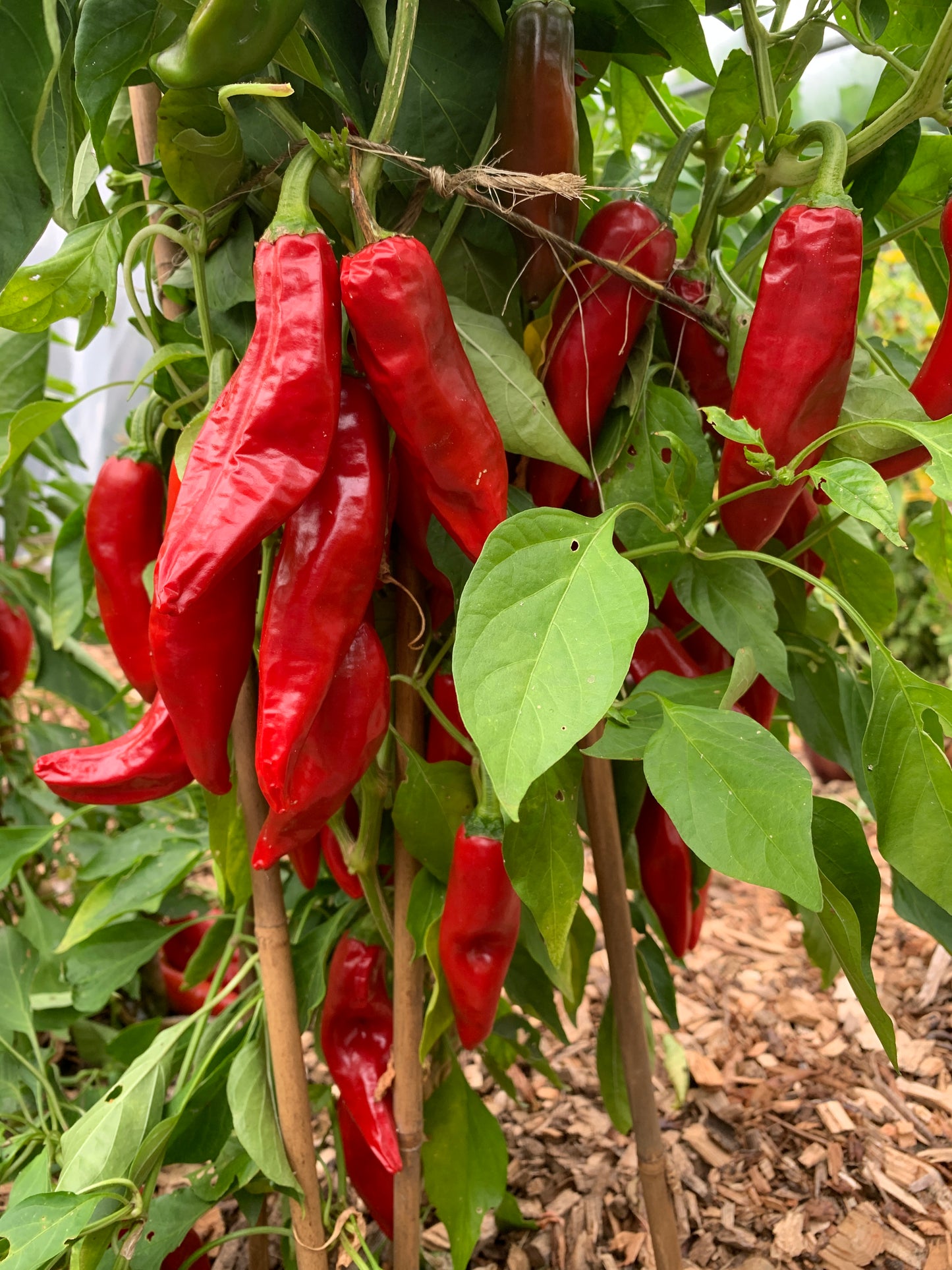 Pepper, D'espelette