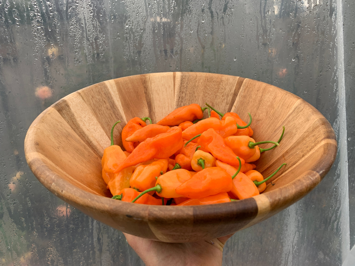 Pepper, Habanada (Capsicum annuum)