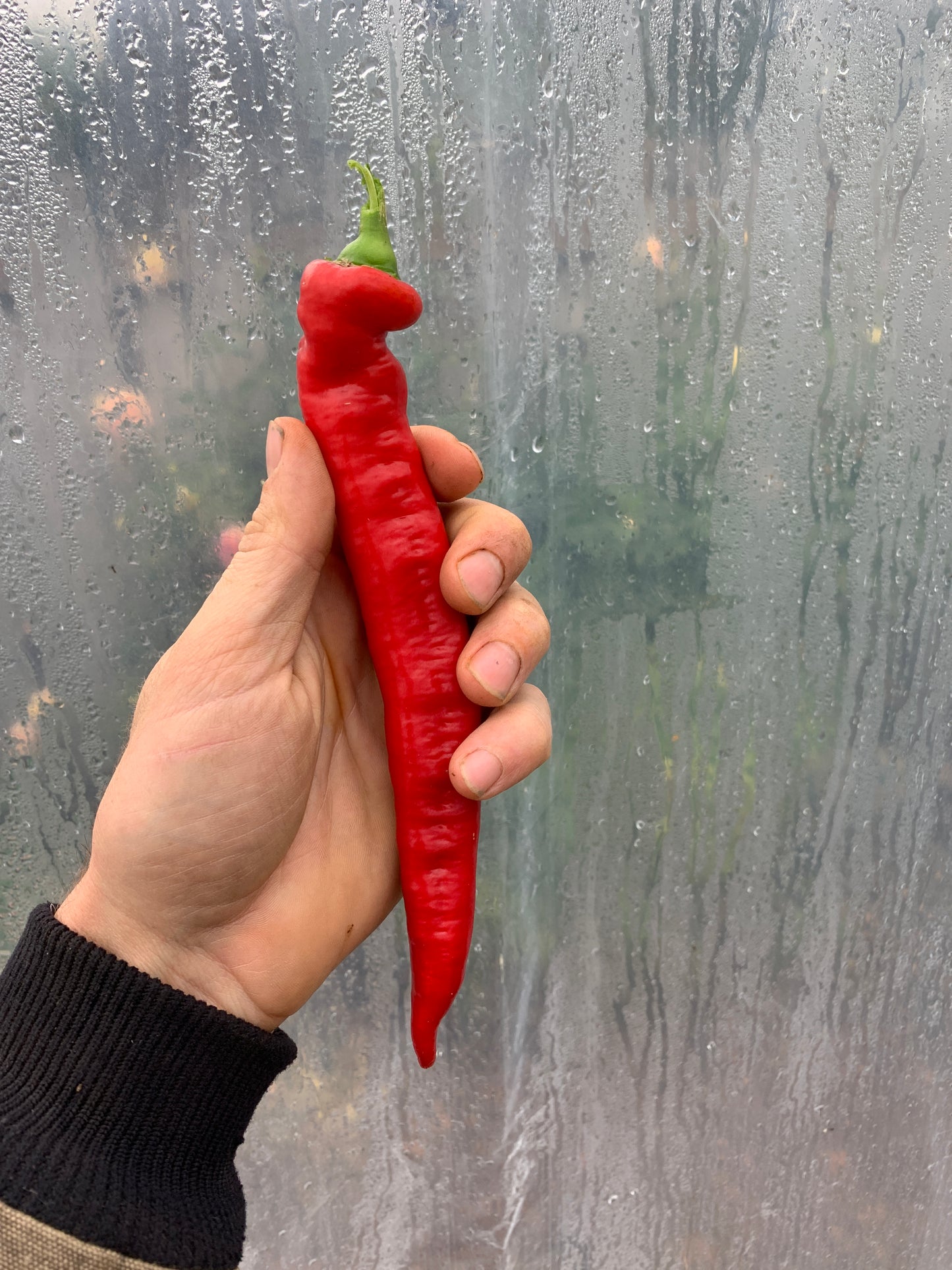 Pepper, Jimmy Nardello's (Capsicum annuum)