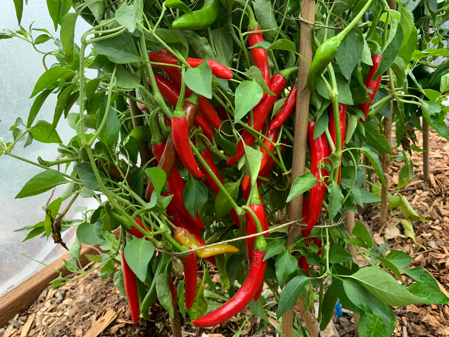 Pepper, Lady Han