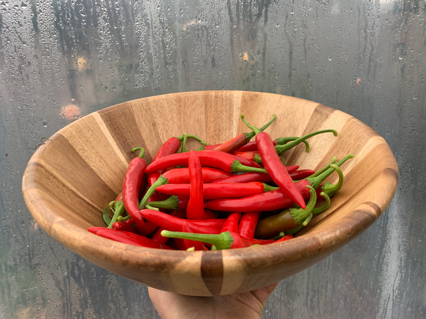 Pepper, Lady Han