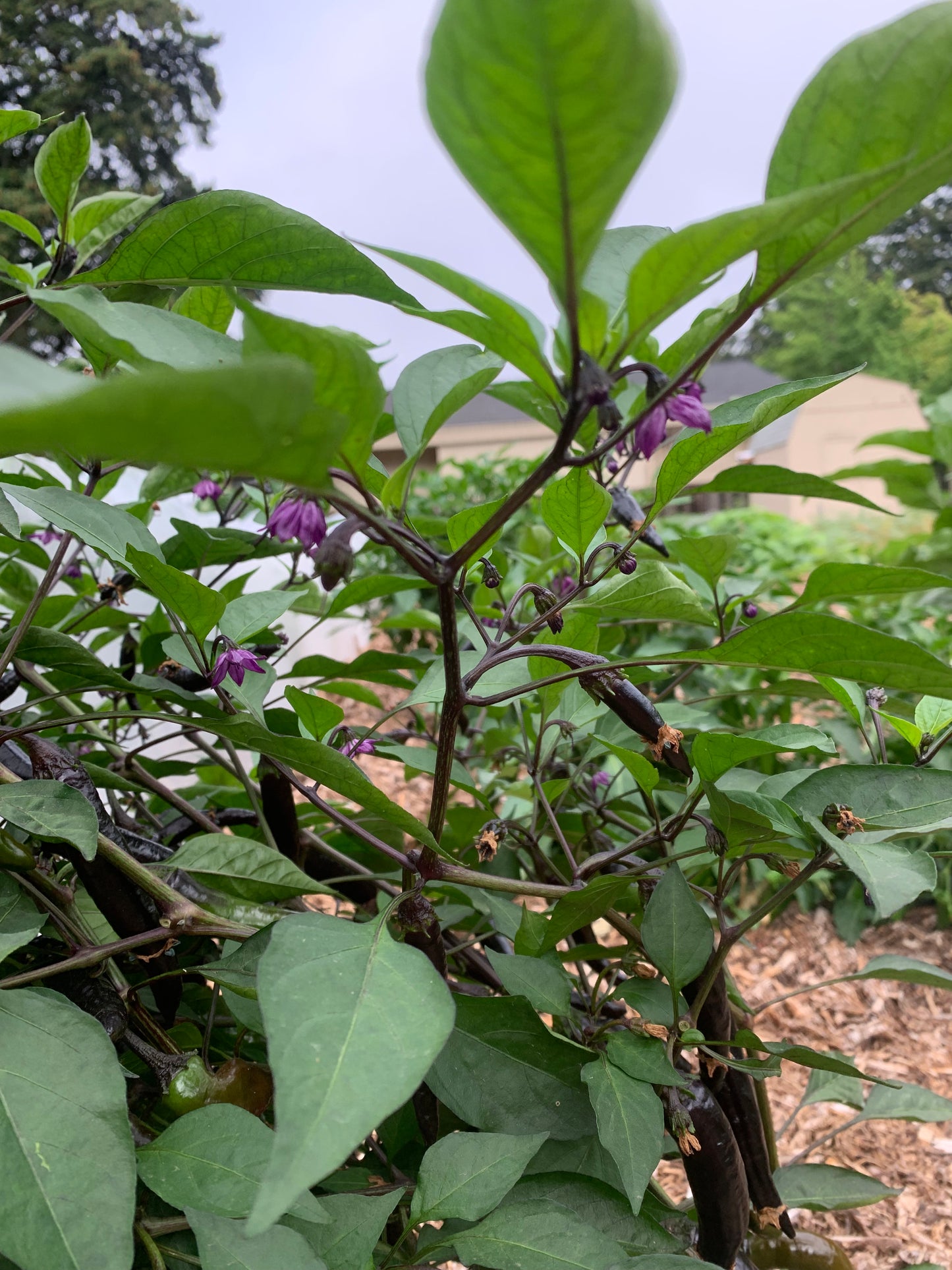 Pepper, Murasaki (Capsicum annuum)