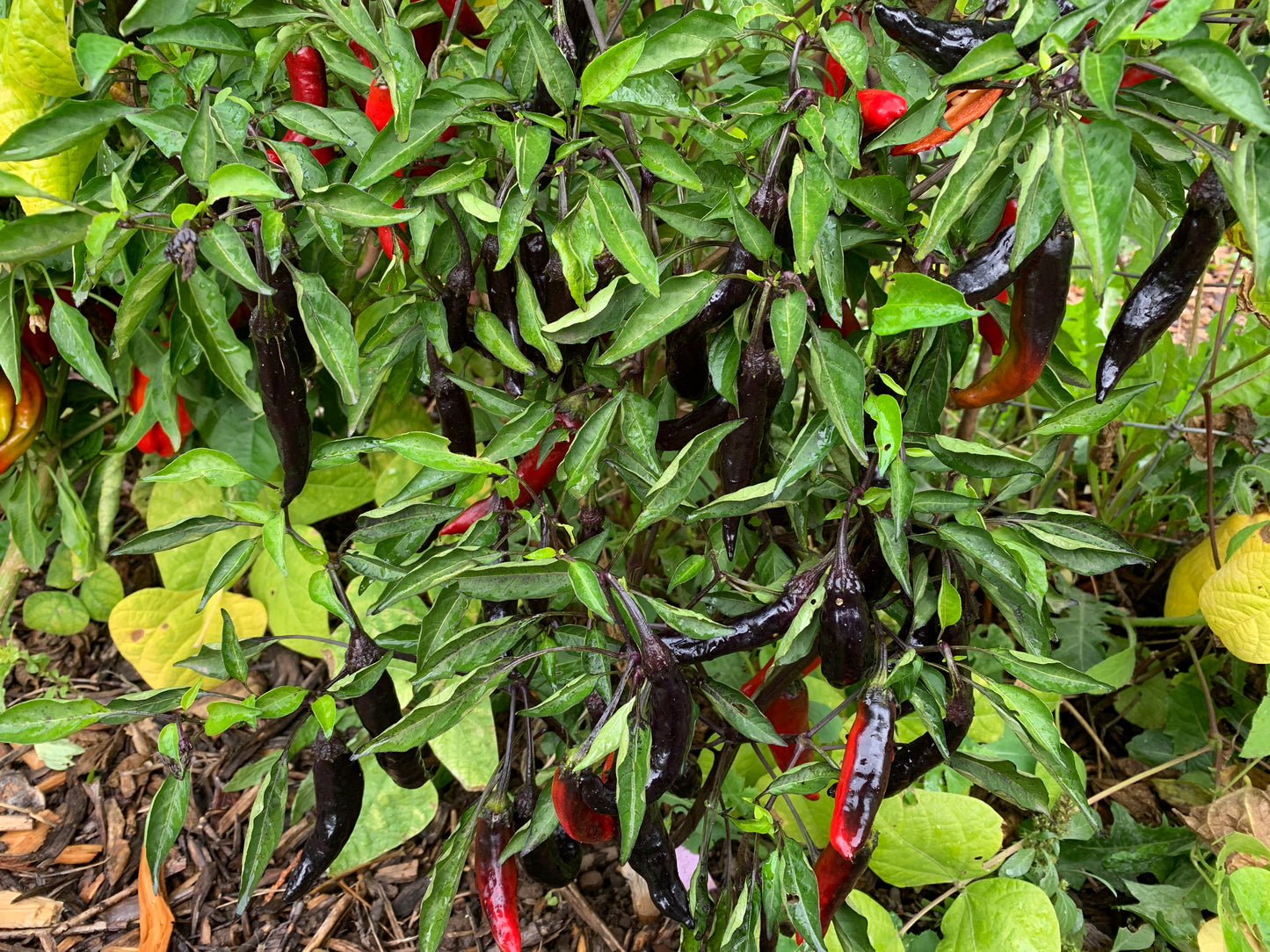 Pepper, Murasaki (Capsicum annuum)