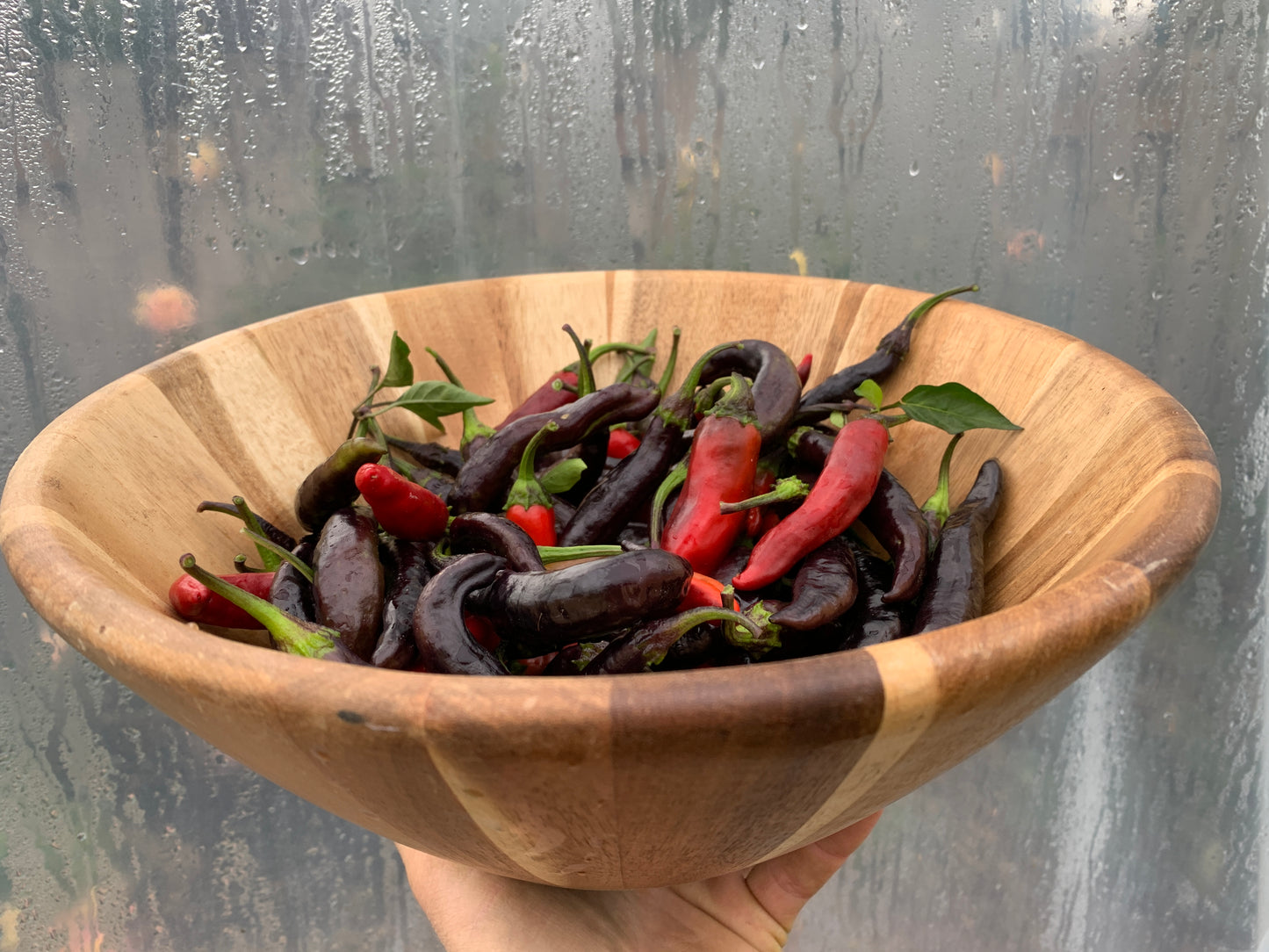 Pepper, Murasaki (Capsicum annuum)