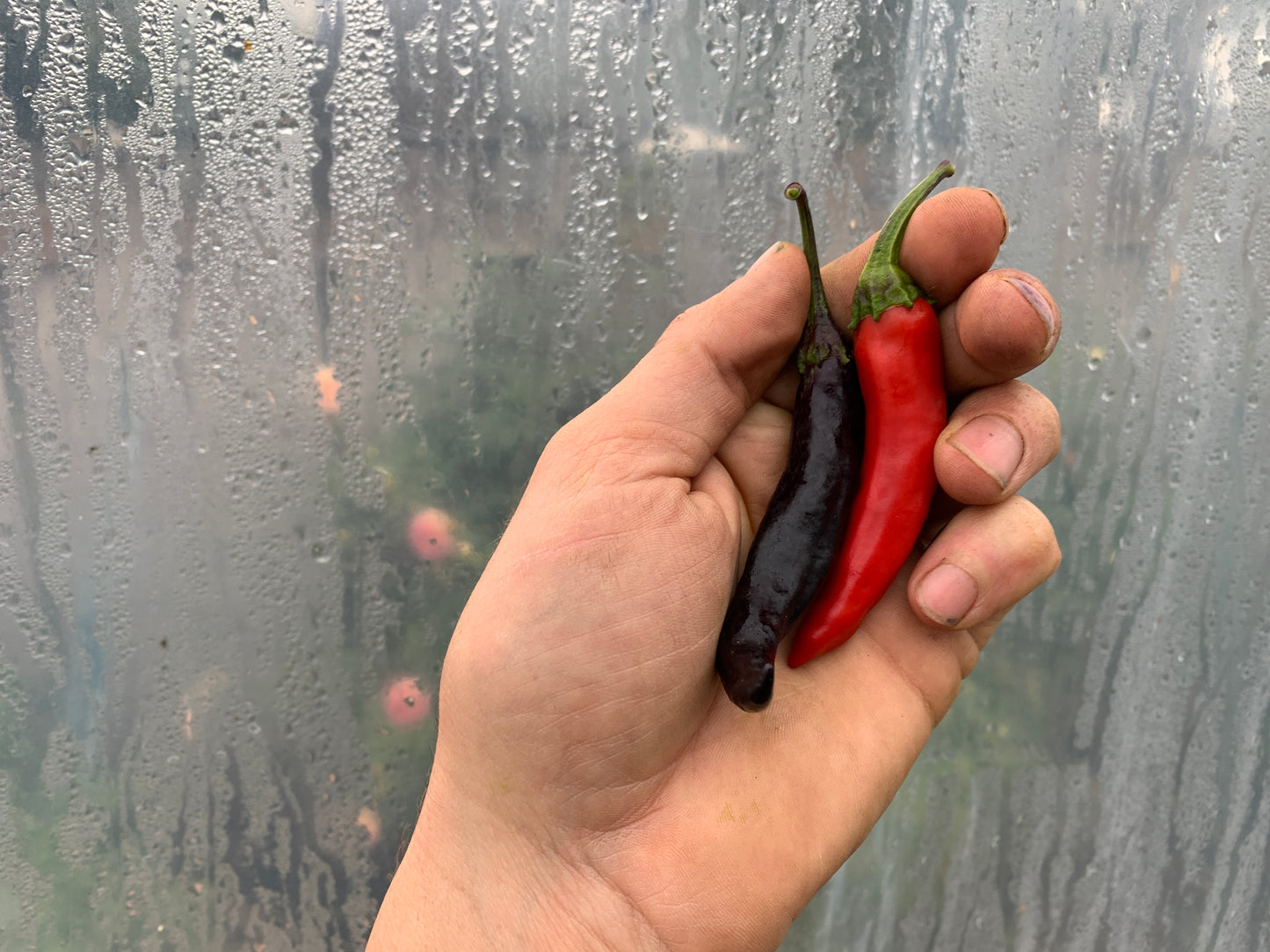 Pepper, Murasaki (Capsicum annuum)
