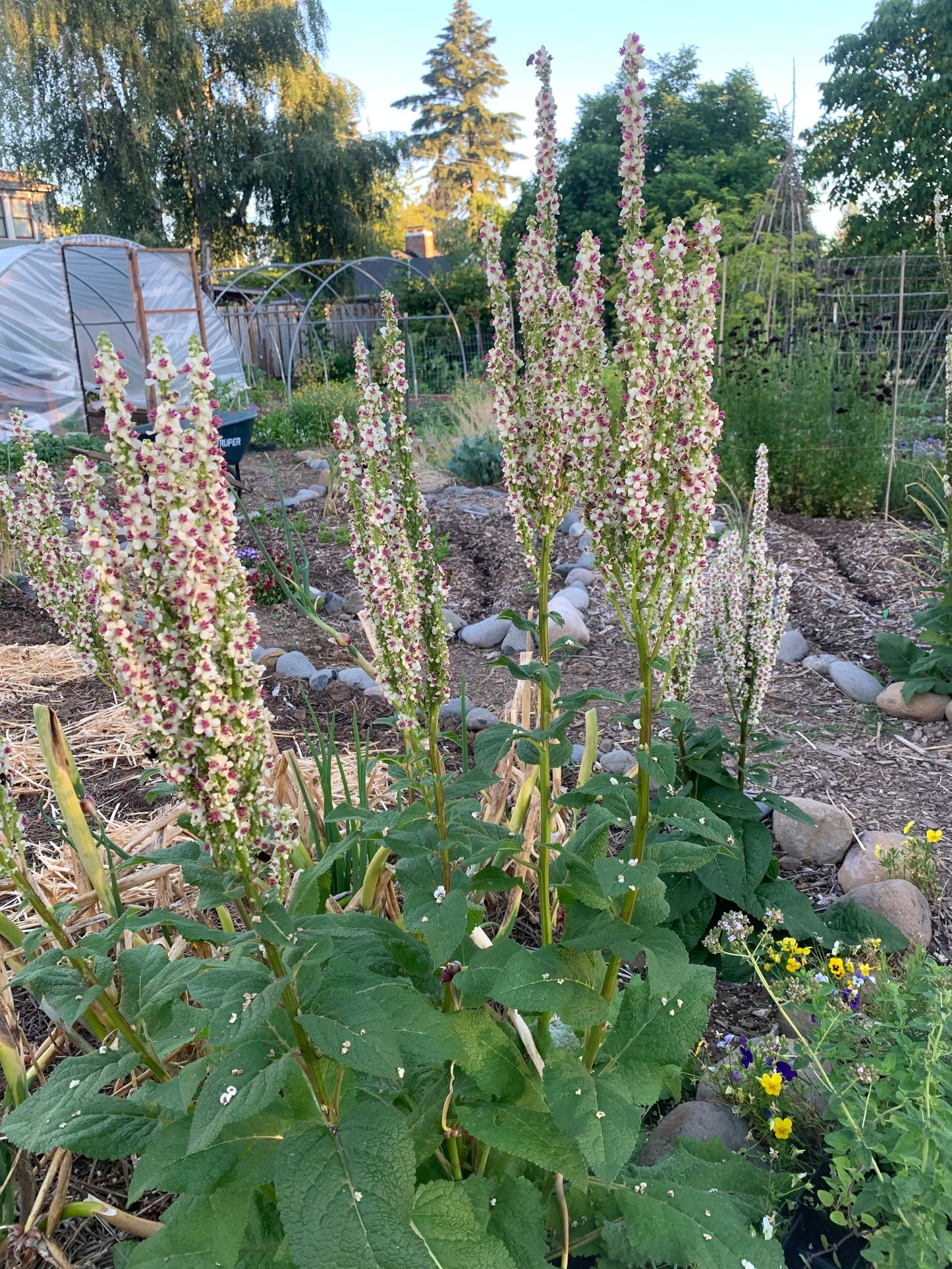 Phoenician Mullein