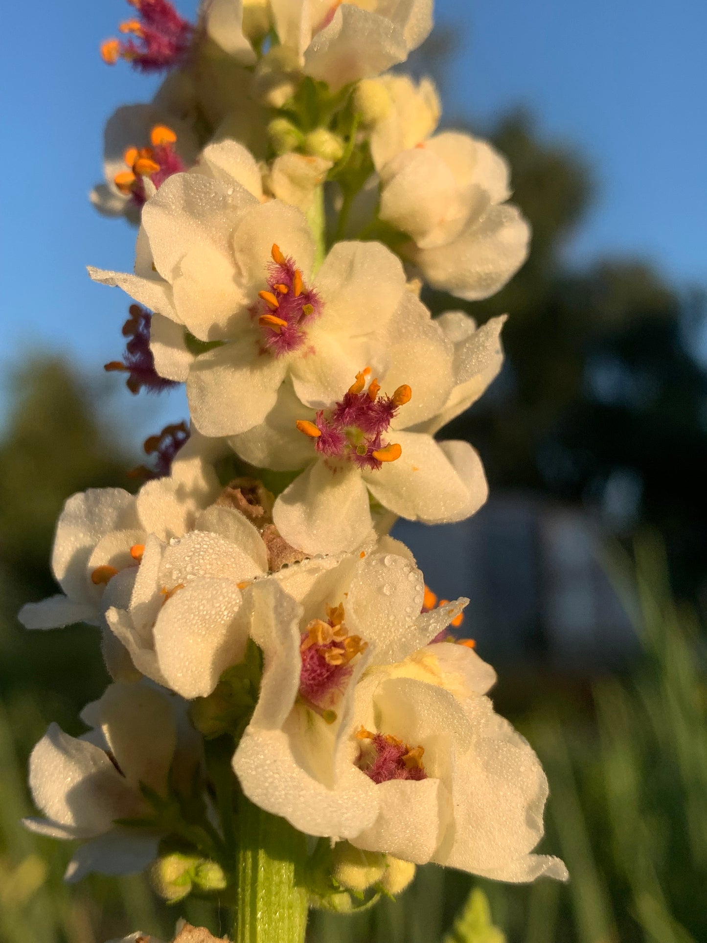 Phoenician Mullein