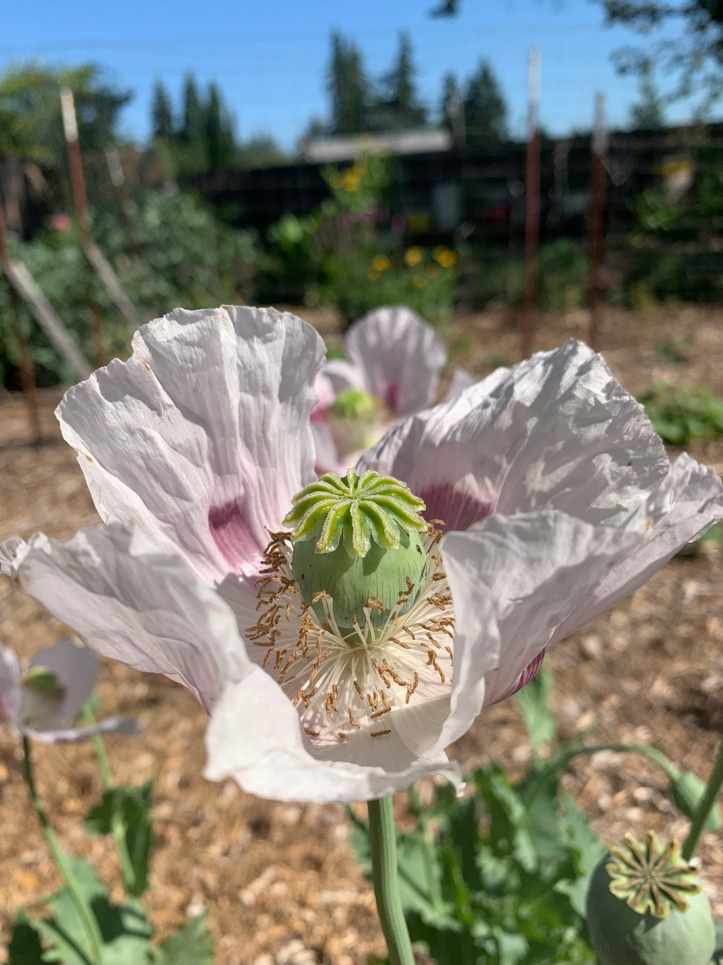 Poppy, Afghan Blue