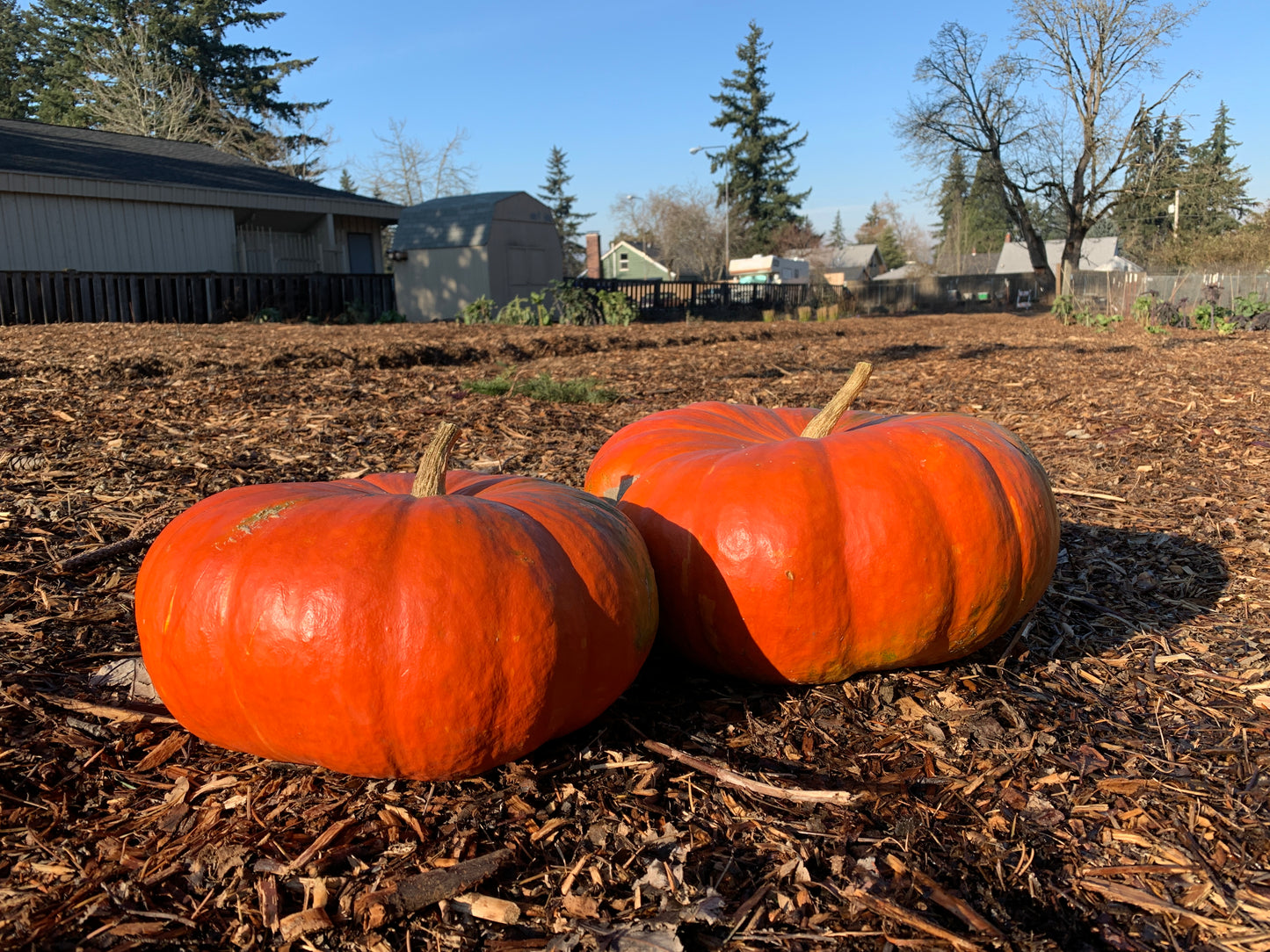 Pumpkin, Cinderella (Cucurbita maxima)