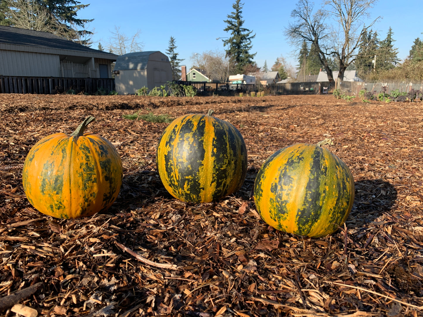 Pumpkin, Kakai (Cucurbita maxima)
