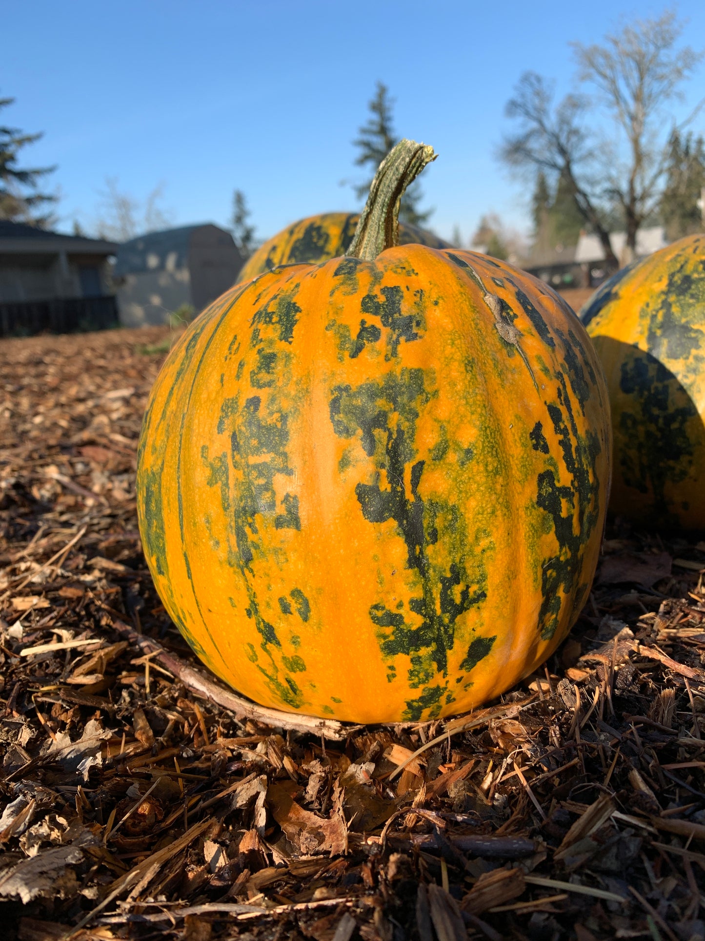 Pumpkin, Kakai (Cucurbita maxima)
