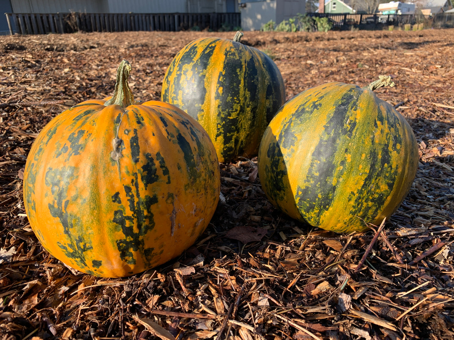 Pumpkin, Kakai (Cucurbita maxima)