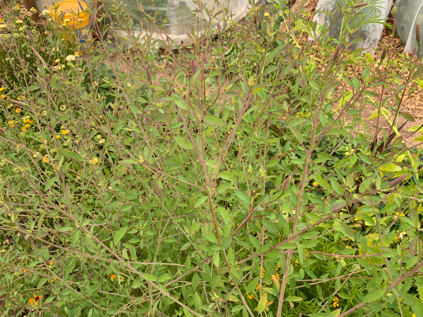 Quillquiña (porophyllum ruderale)
