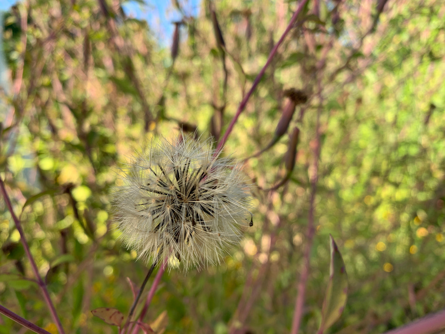 Quillquiña (porophyllum ruderale)