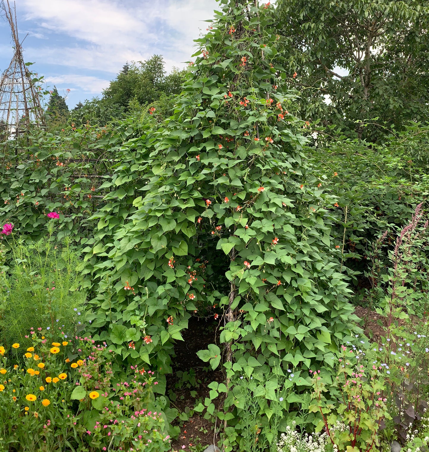 Runner Bean, Painted Lady (Phaseolus coccineus)