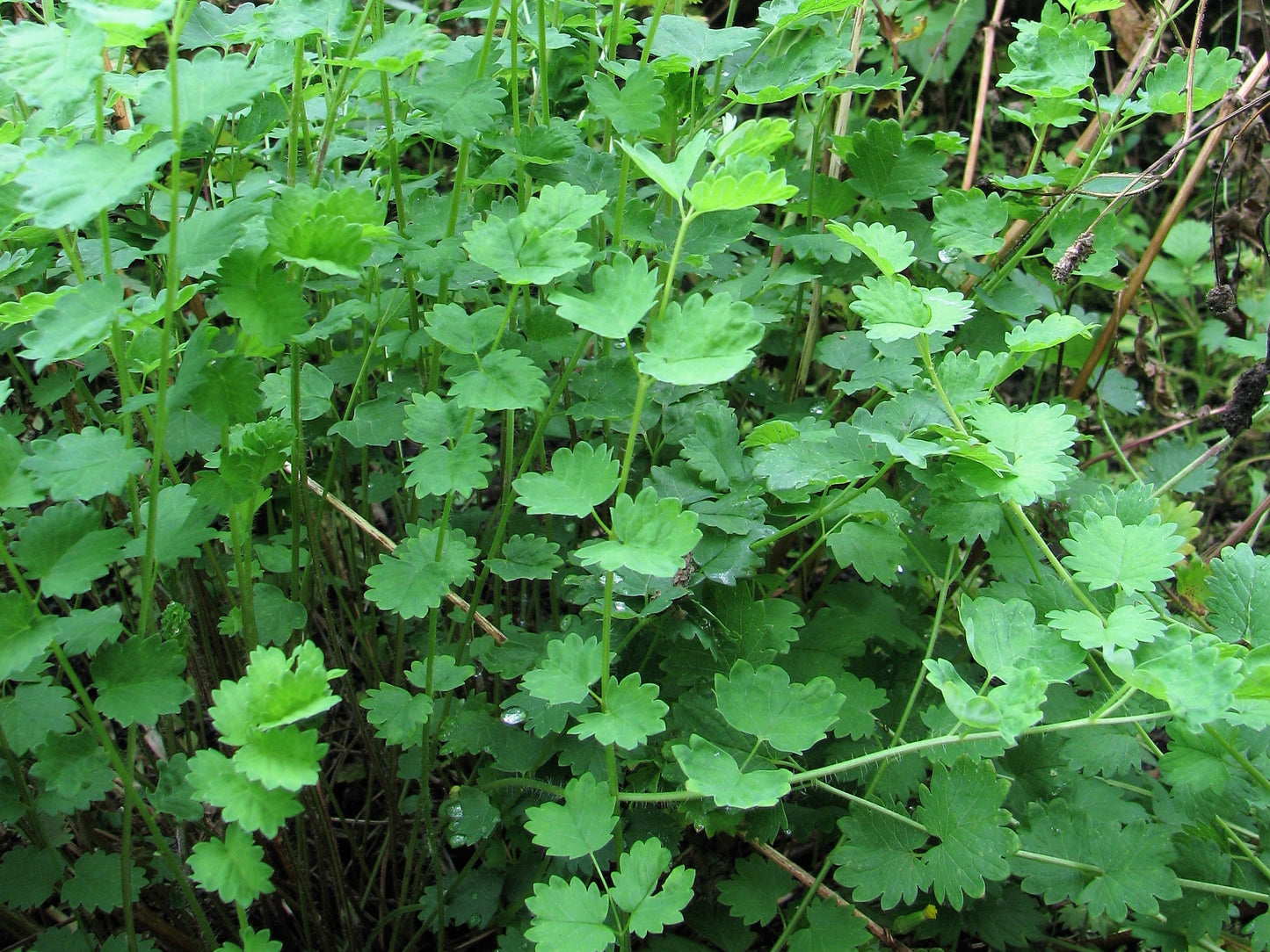 Salad Burnette (Sanguisorba minor)