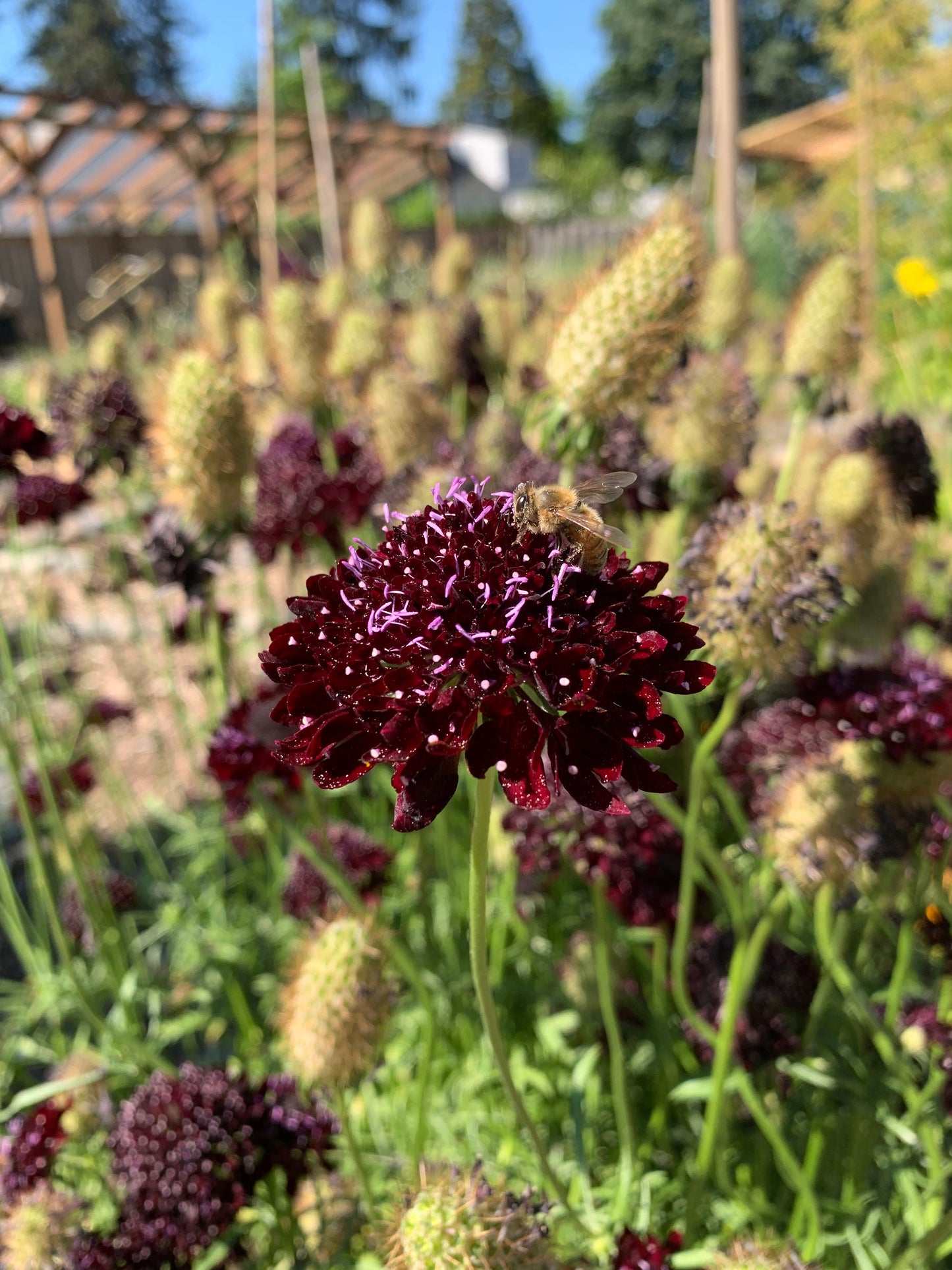 Scabiosa, Black Knight