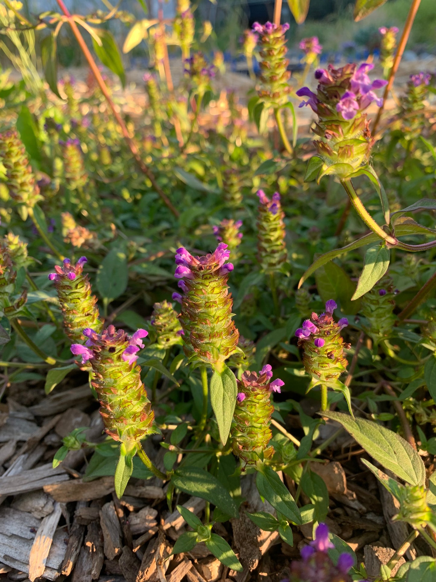 Self-heal