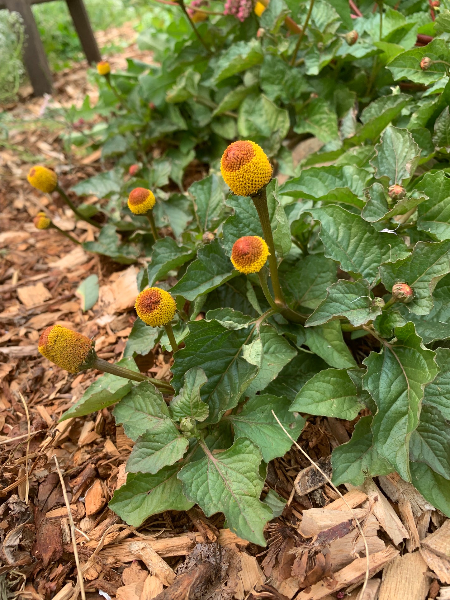 Spilanthes