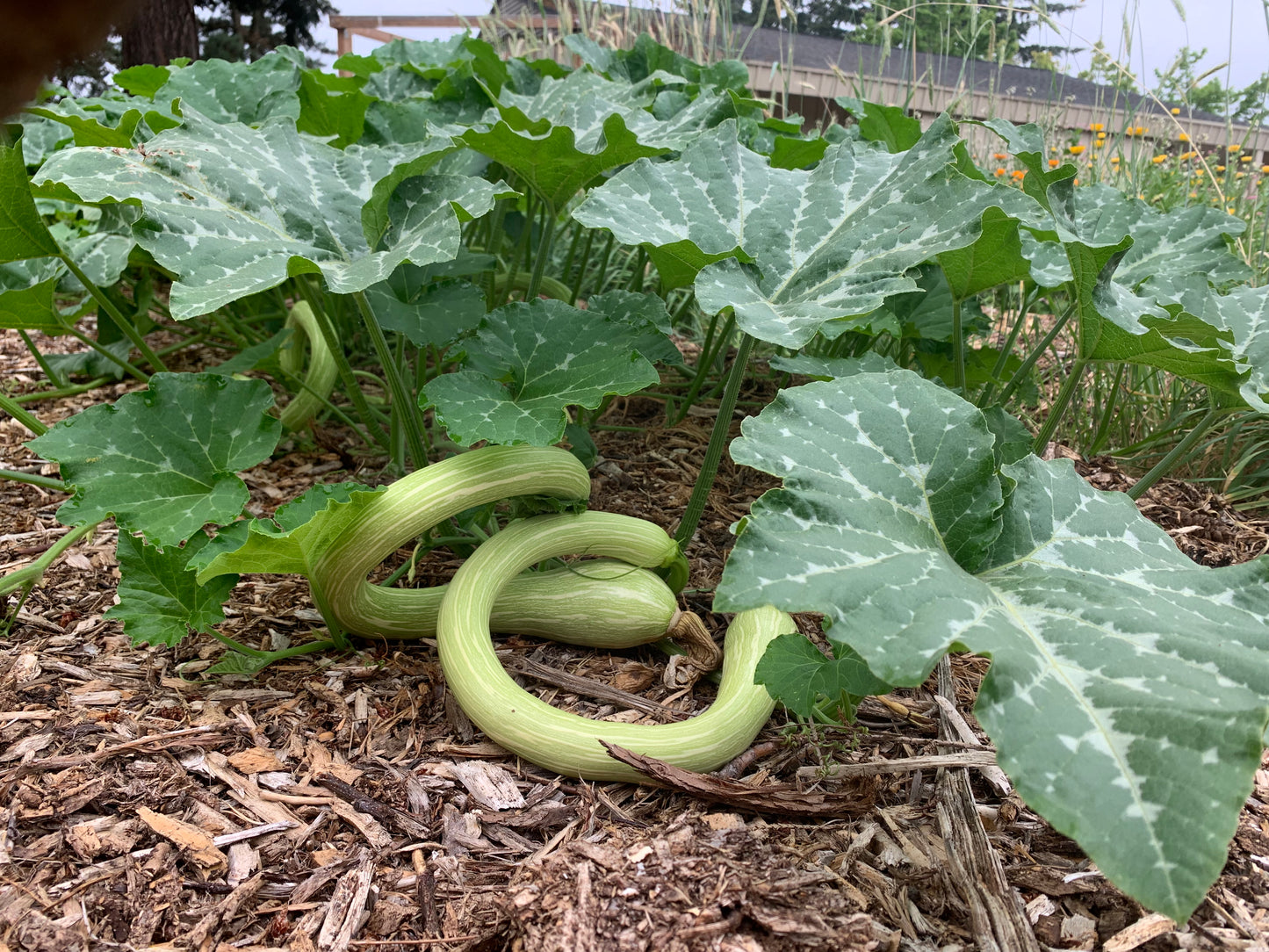 Squash, Tromboncino (Cucurbita moschata)