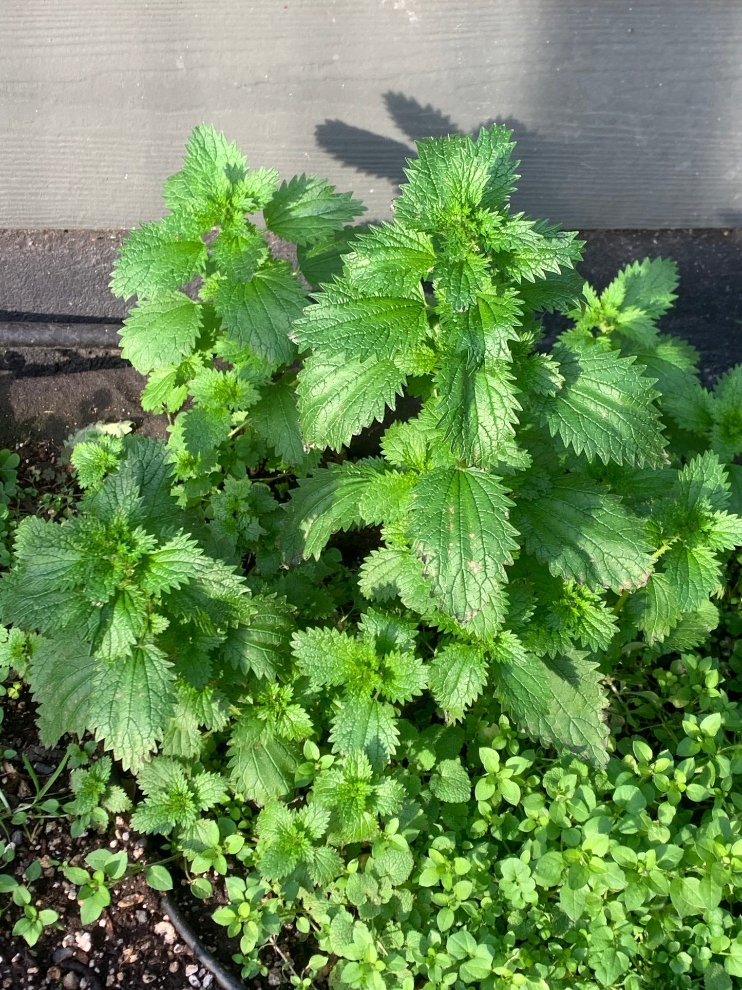 Stinging Nettle (Urtica dioica)