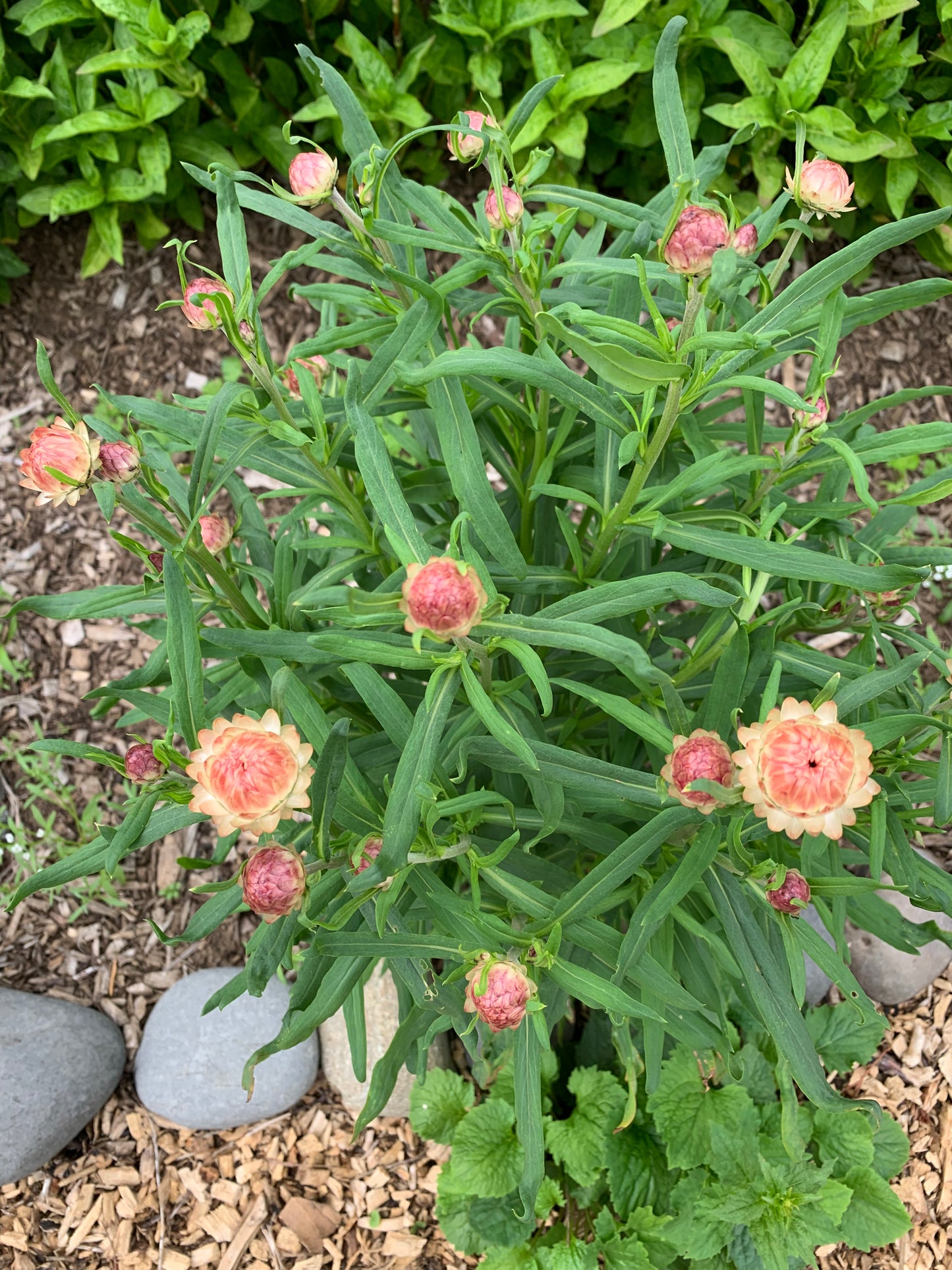 Strawflower, Apricot Peach (Xerochrysum bracteatum)