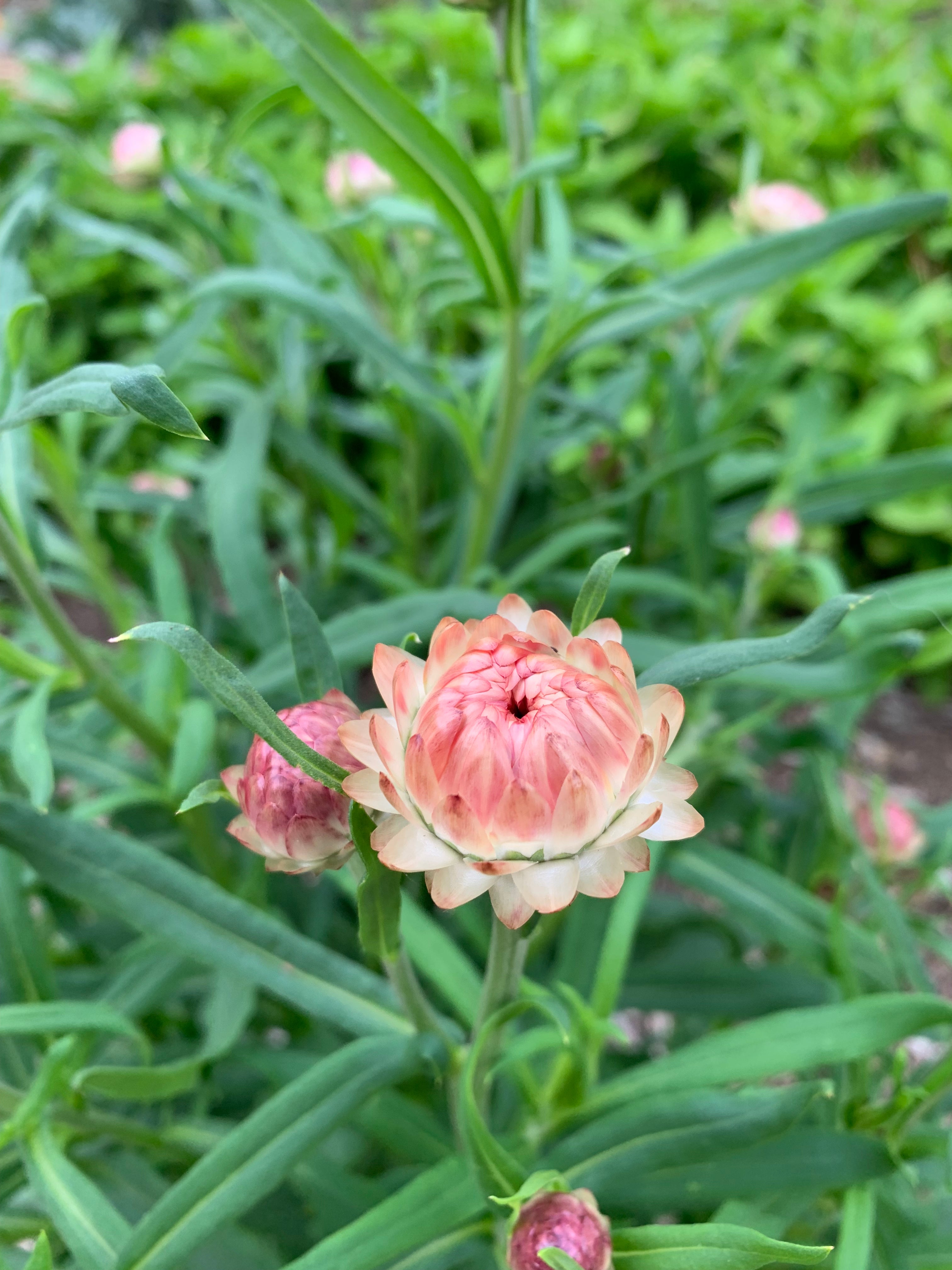 Organic Apricot Peach Straw Flower - Fruition Seeds