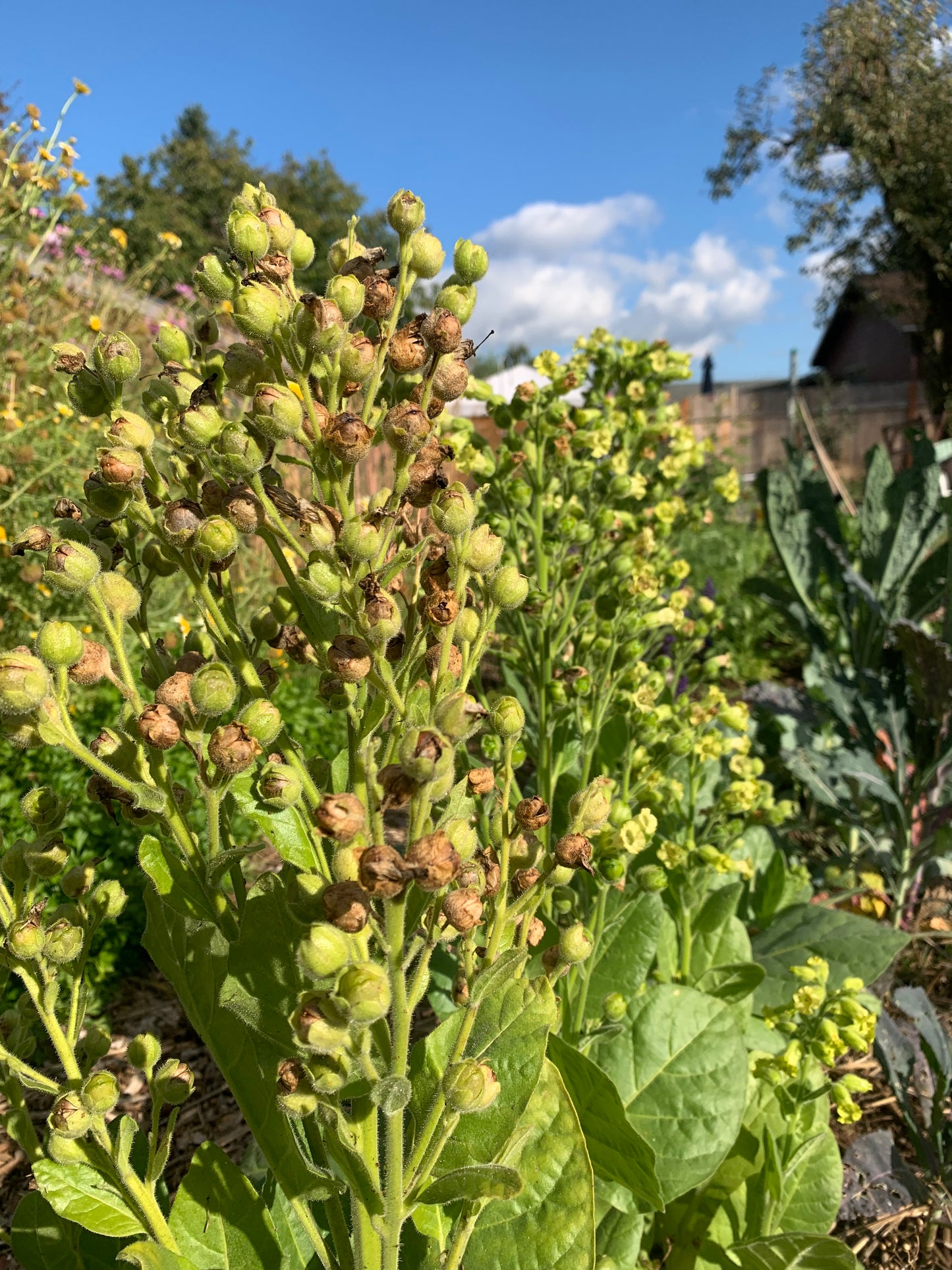 Tobacco, Hopi (Nicotiana rustica)