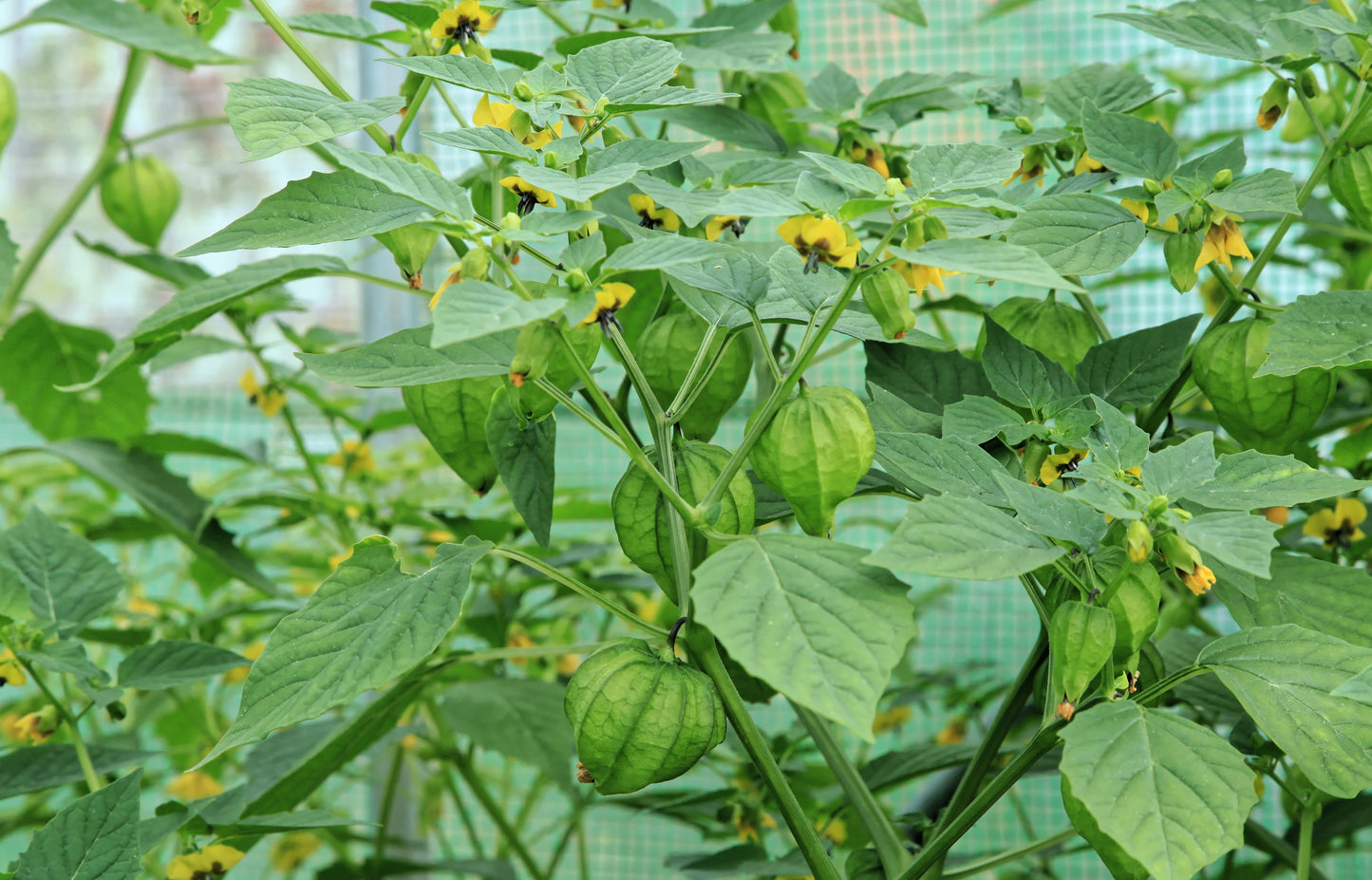Tomatillo, Toma Verde