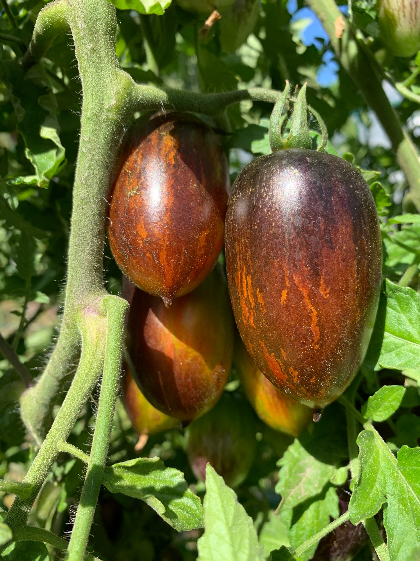 Tomato, Brad's Atomic Grape