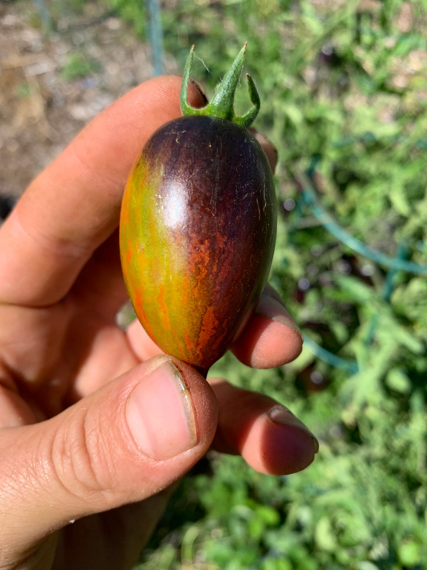 Tomato, Brad's Atomic Grape