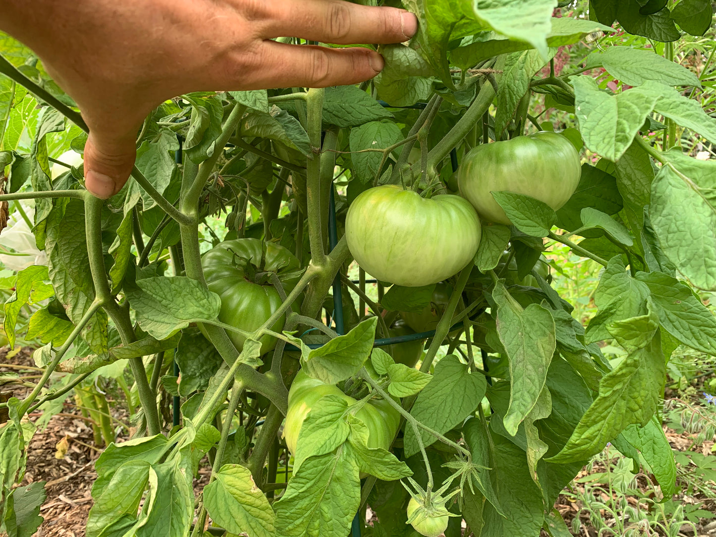 Tomato, Green Giant
