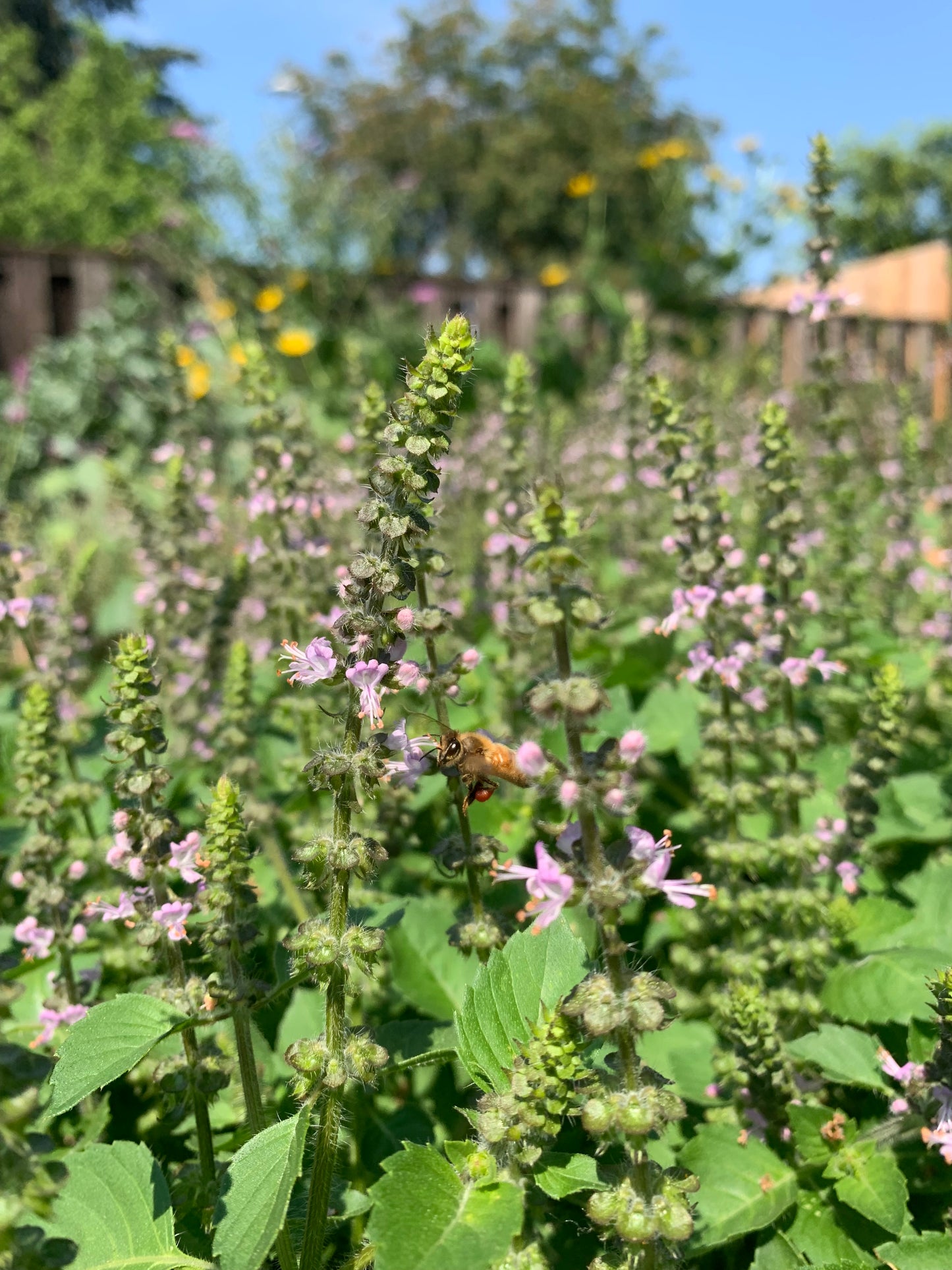 Tulsi, Holy Basil