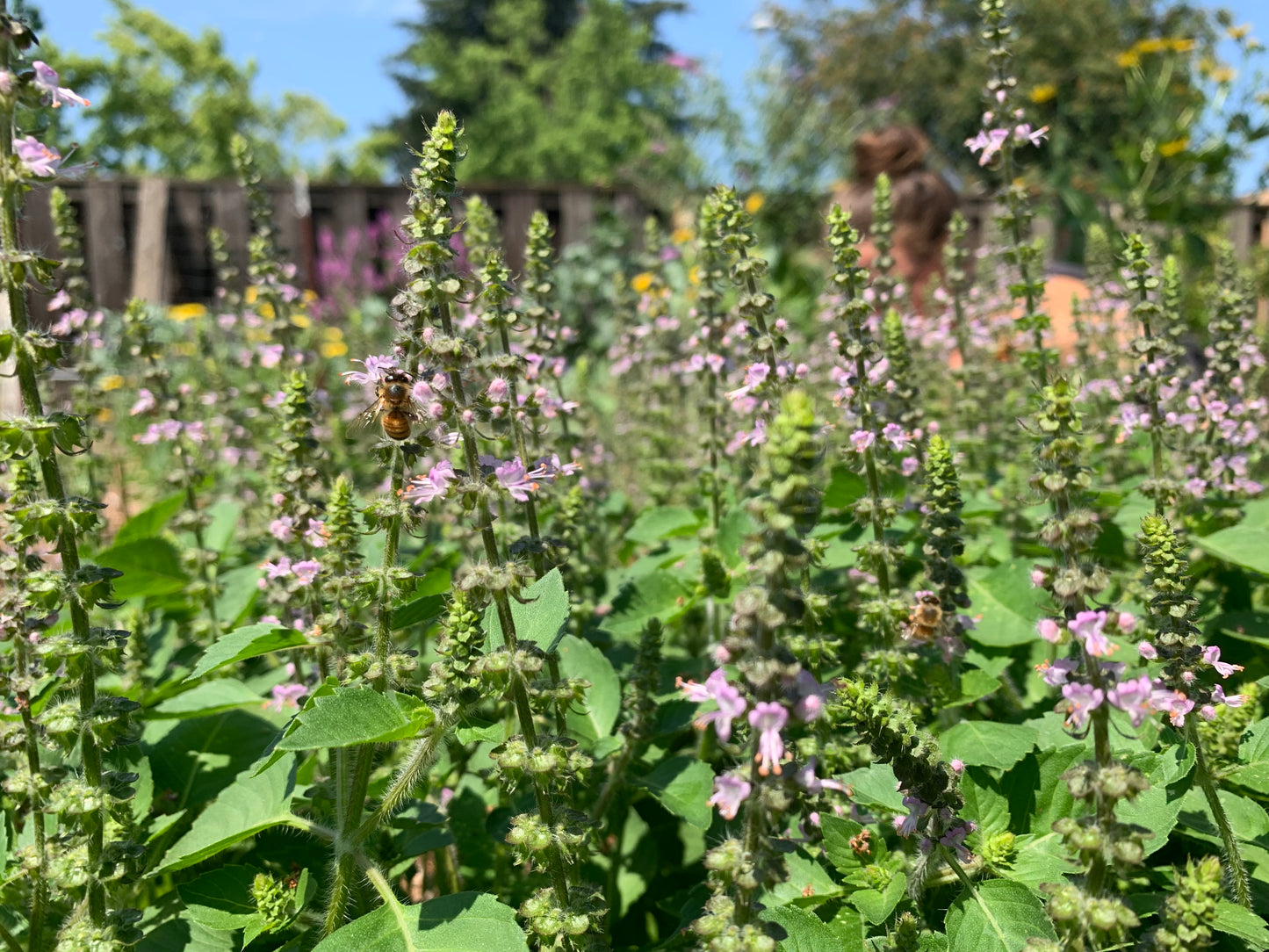 Tulsi, Holy Basil