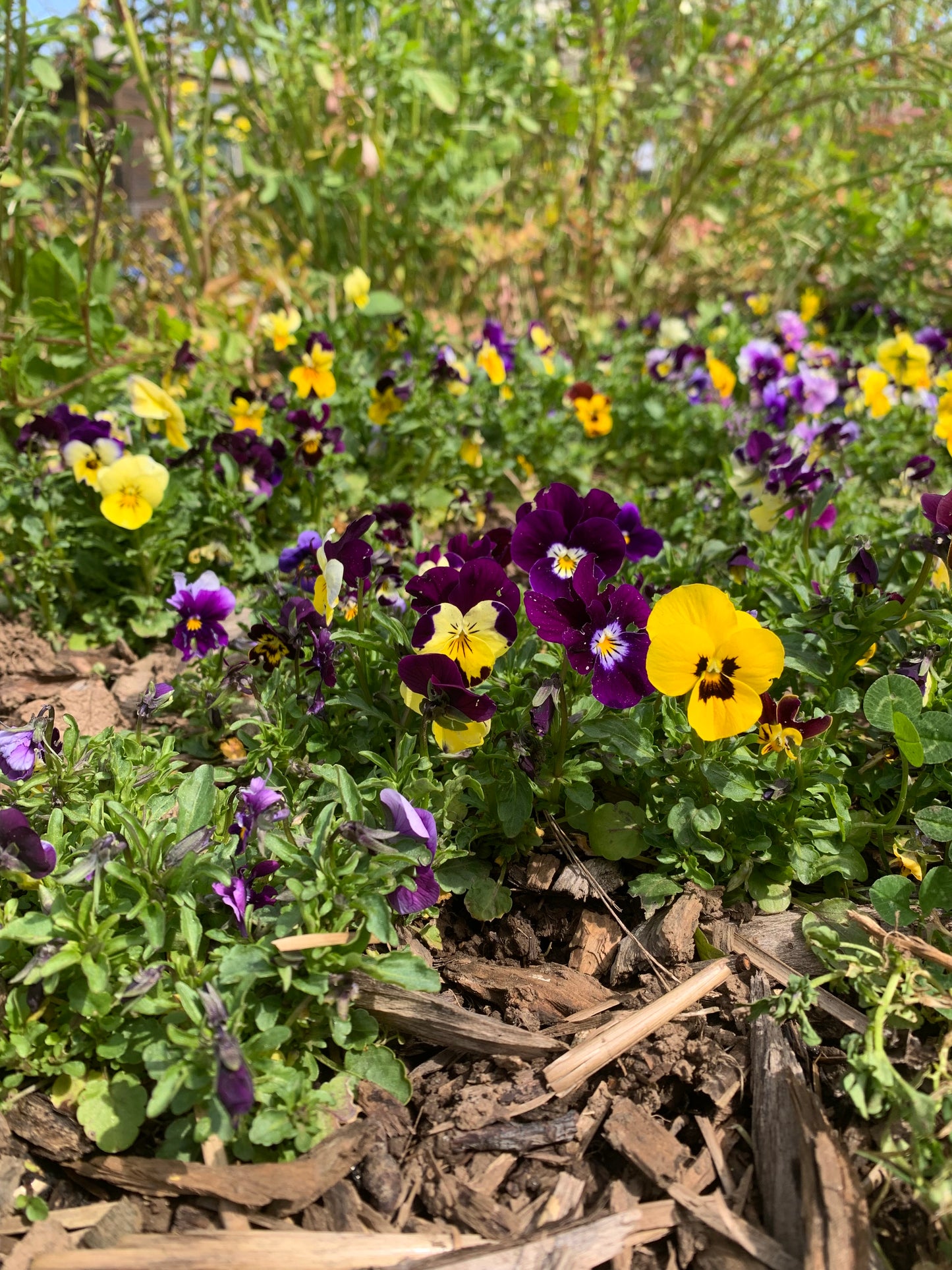 Viola, Rhythm Mix