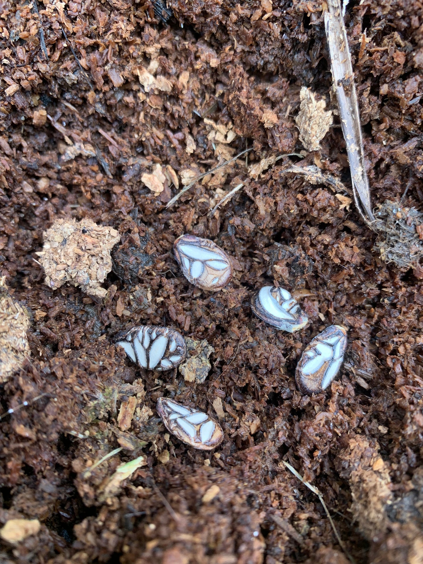 Wateremelon, Çekirdeği Oyali (Citrullus lanatus)