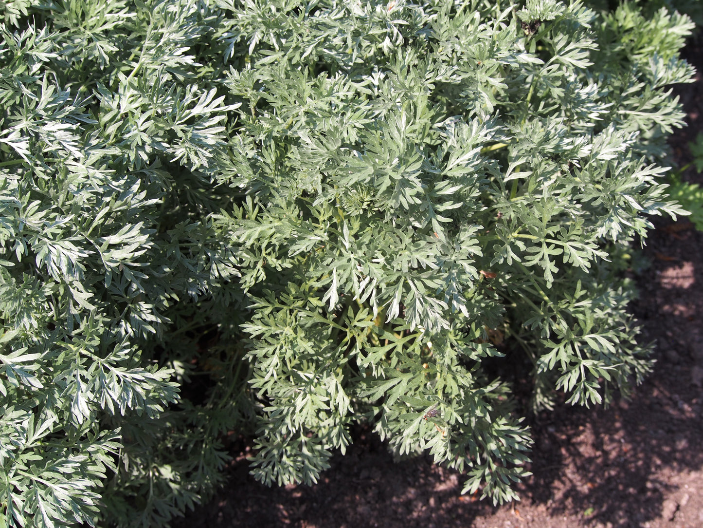 Wormwood