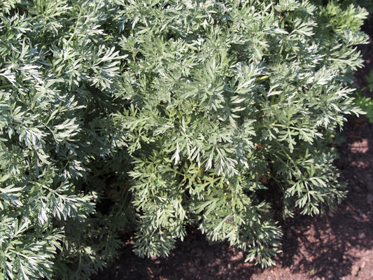 Wormwood