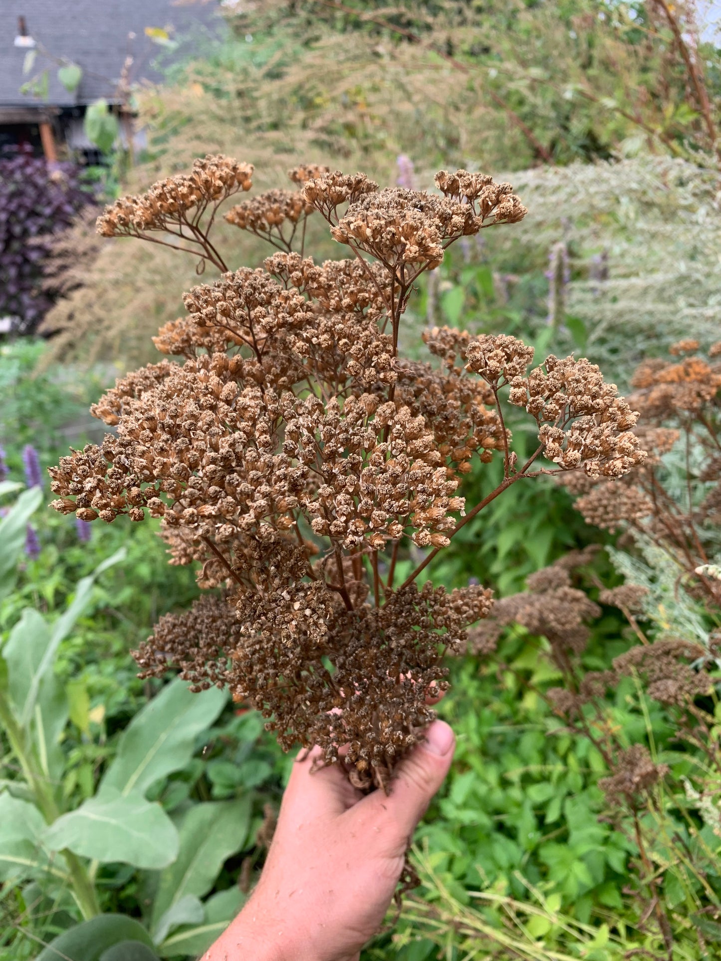 Yarrow, White (Achillea millefolium)