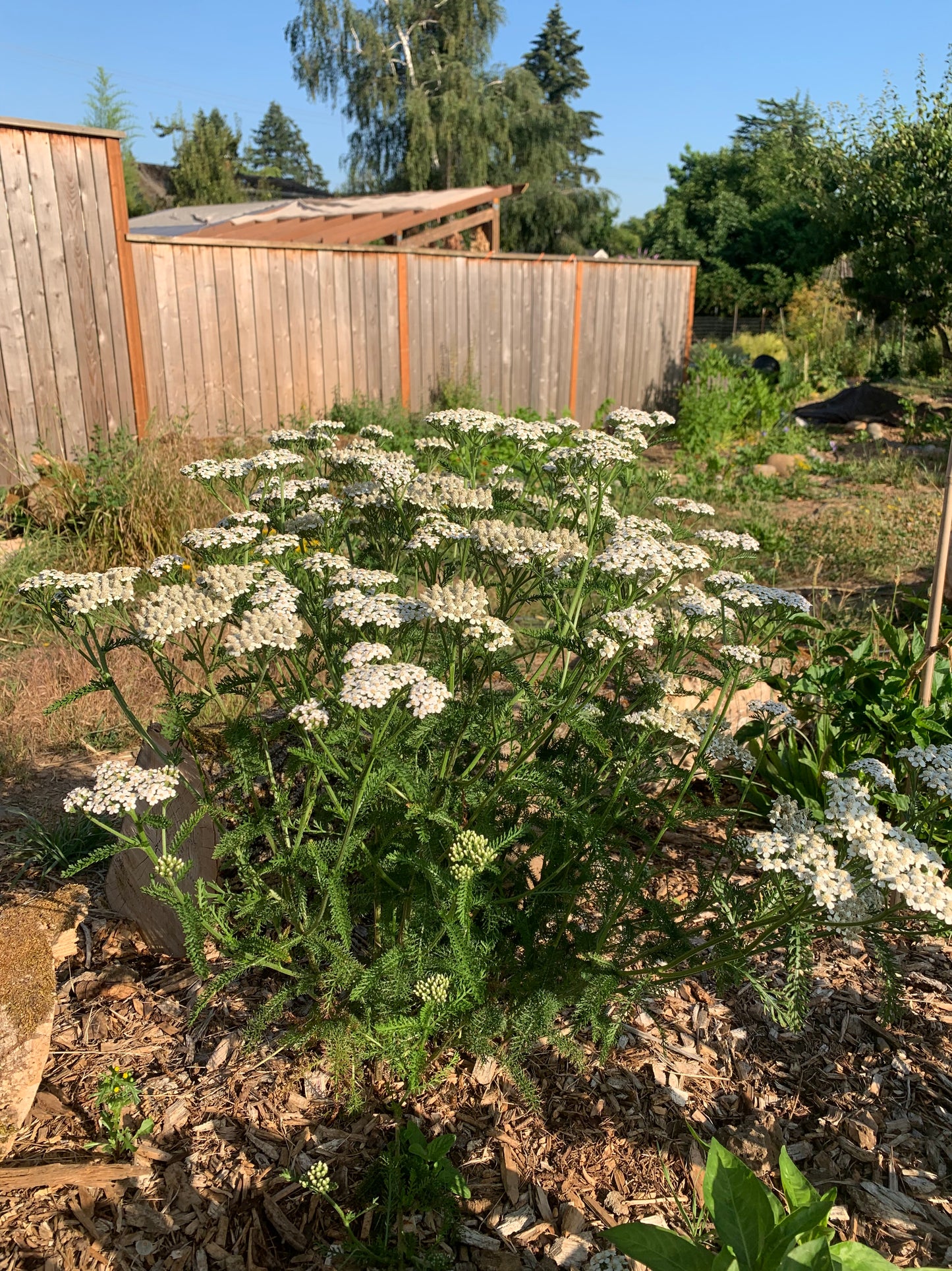 Yarrow, White (Achillea millefolium)