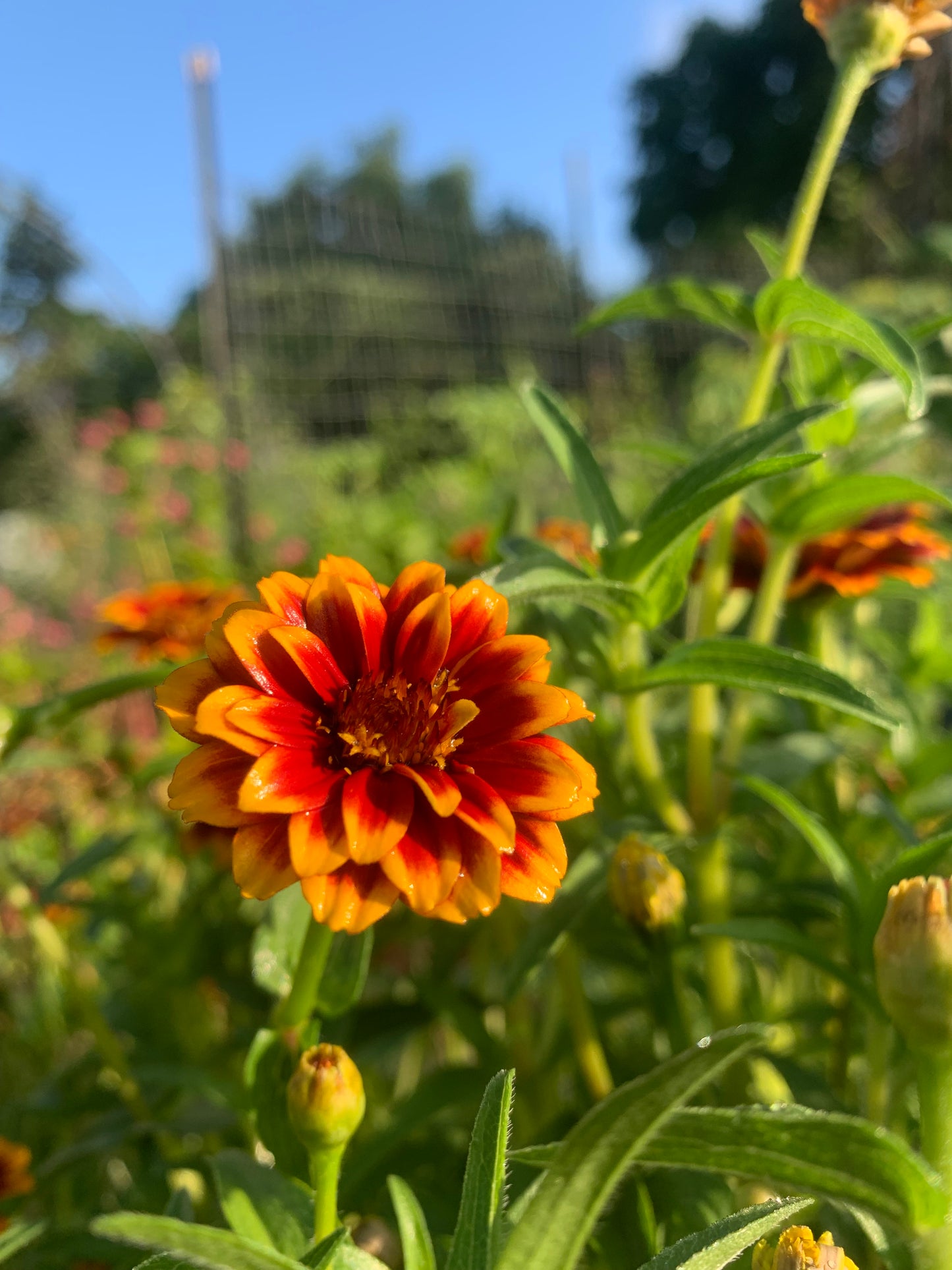 Zinnia, Mexican (Zinnia haageana)
