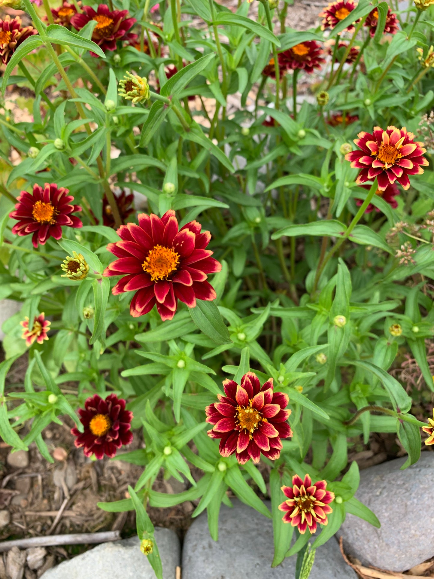Zinnia, Mexican (Zinnia haageana)