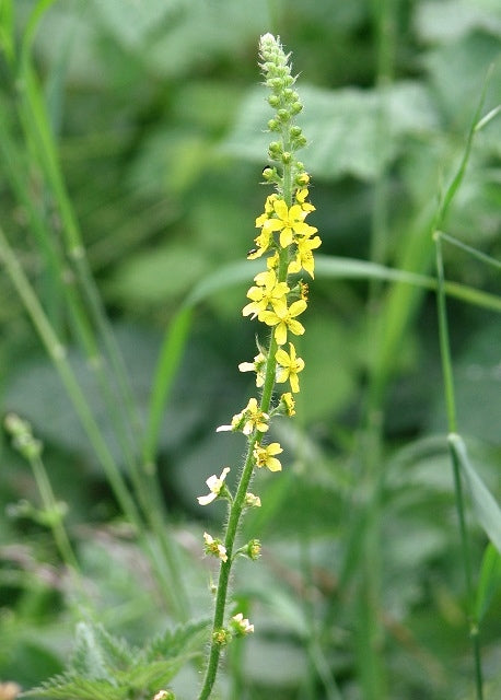 Agrimony