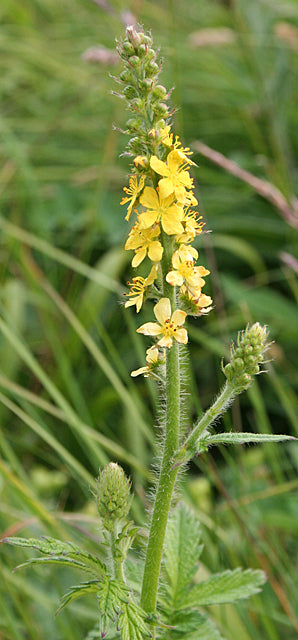 Agrimony
